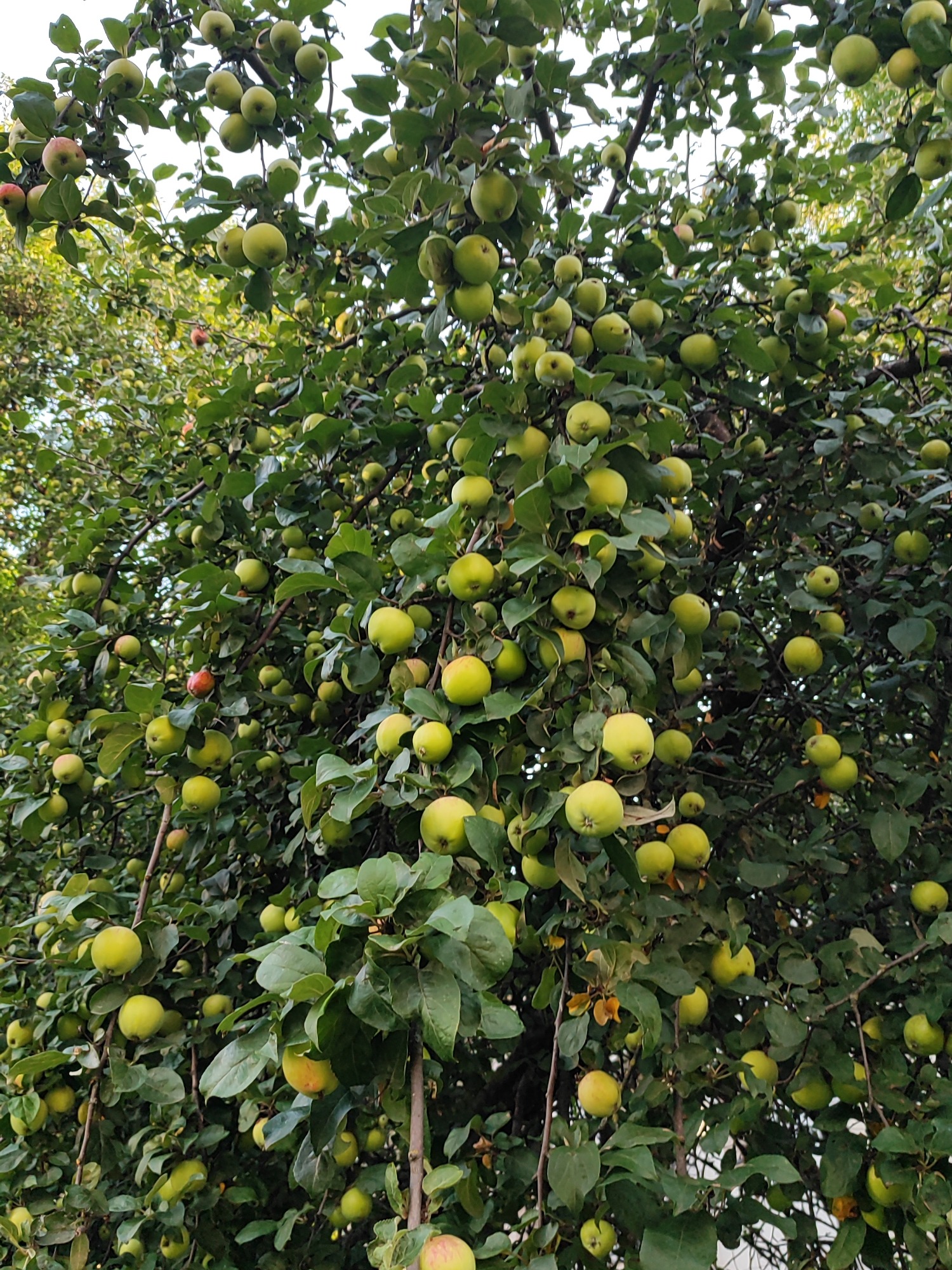 The image depicts a dense canopy of an apple tree heavily laden with numerous green and yellowish apples. The apples are clustered together on branches, with some appearing ripe and ready for harvest. The leaves are a vibrant green, indicating a healthy tree. The background is a blur of green foliage and some hints of the sky peeking through the leaves, suggesting an outdoor setting. The scene appears to be in a garden or orchard, likely in a residential area given the abundance of fruit. Without specific landmarks, it is impossible to pinpoint the exact location within the city of Vilnius, Lithuania. However, it is a typical representation of an apple tree in late summer or early autumn.