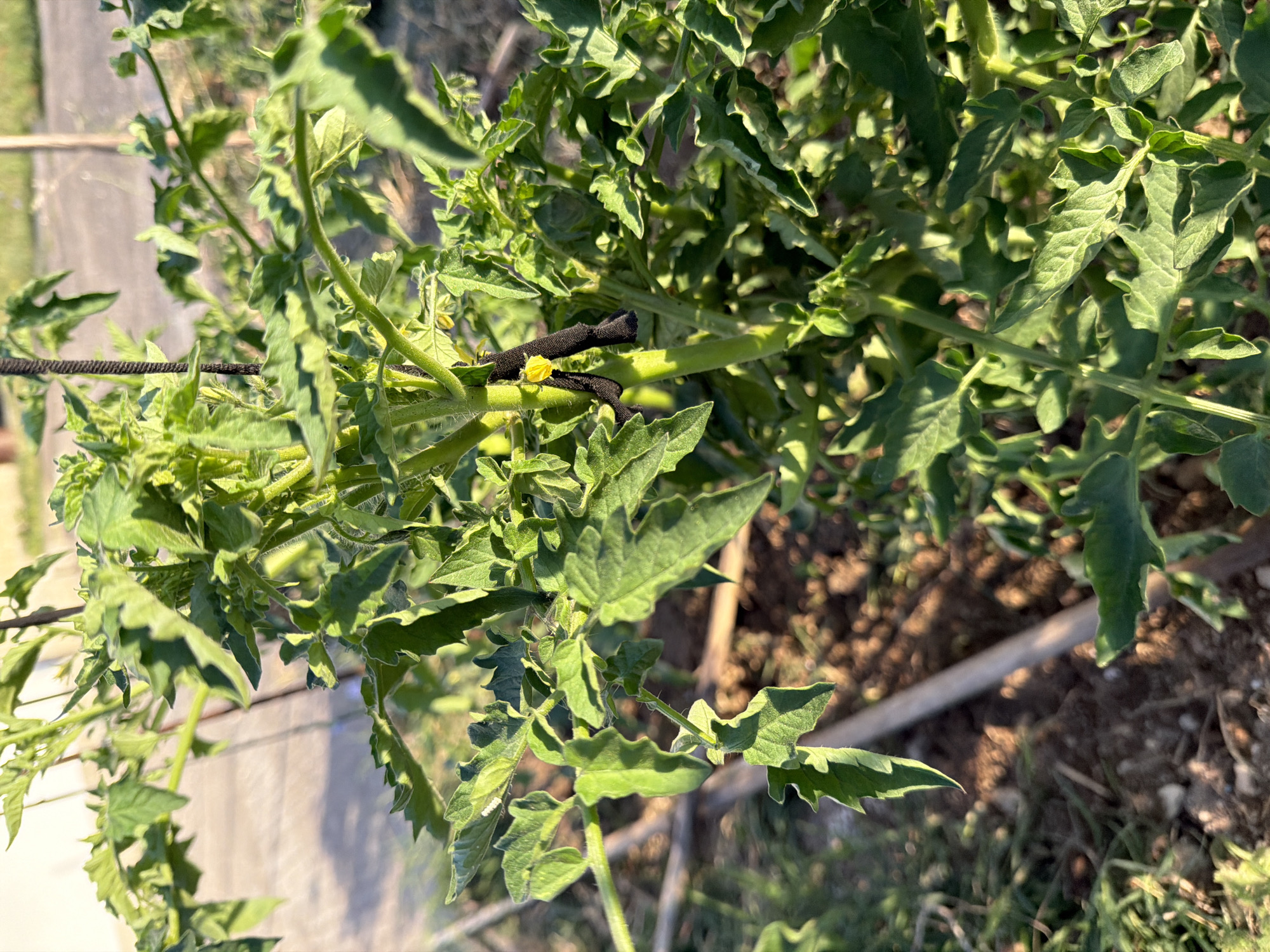 A close-up, low-angle shot focuses on a green tomato plant with a black tie around its stem, supporting a single yellow flower in Carpignano Salentino, Italy. The plant's textured leaves are vibrant green and slightly curled, with visible veins. The stem is thick and upright, with a few fuzzy hairs. The tie, made of a dark, flexible material, is wrapped securely around the stem, appearing to be a common gardening tool for support. The yellow flower is small and delicate, with five petals. The background is blurred, showing a mix of soil, some wooden supports, and a paved surface with shadows. The lighting suggests it is daytime, with sunlight casting shadows and highlighting the plant's features.
