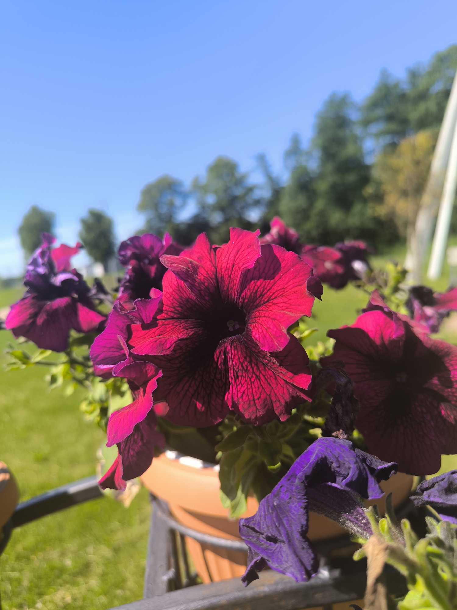 In Laskino, Russia, a close-up shot focuses on a cluster of vibrant petunia flowers in a terracotta pot. The flowers display a gradient of colors, from deep magenta to dark purple. The foreground is dominated by the detailed textures of the petals, with visible veins and delicate curves. In the background, a blurred expanse of green grass suggests a park or garden setting. Beyond the grass, a line of trees creates a natural backdrop against a clear, bright blue sky. A white pole is visible on the right side of the frame, partially obscuring the trees. The scene is illuminated by bright sunlight, casting subtle shadows on the flowers. No people or animals are present.