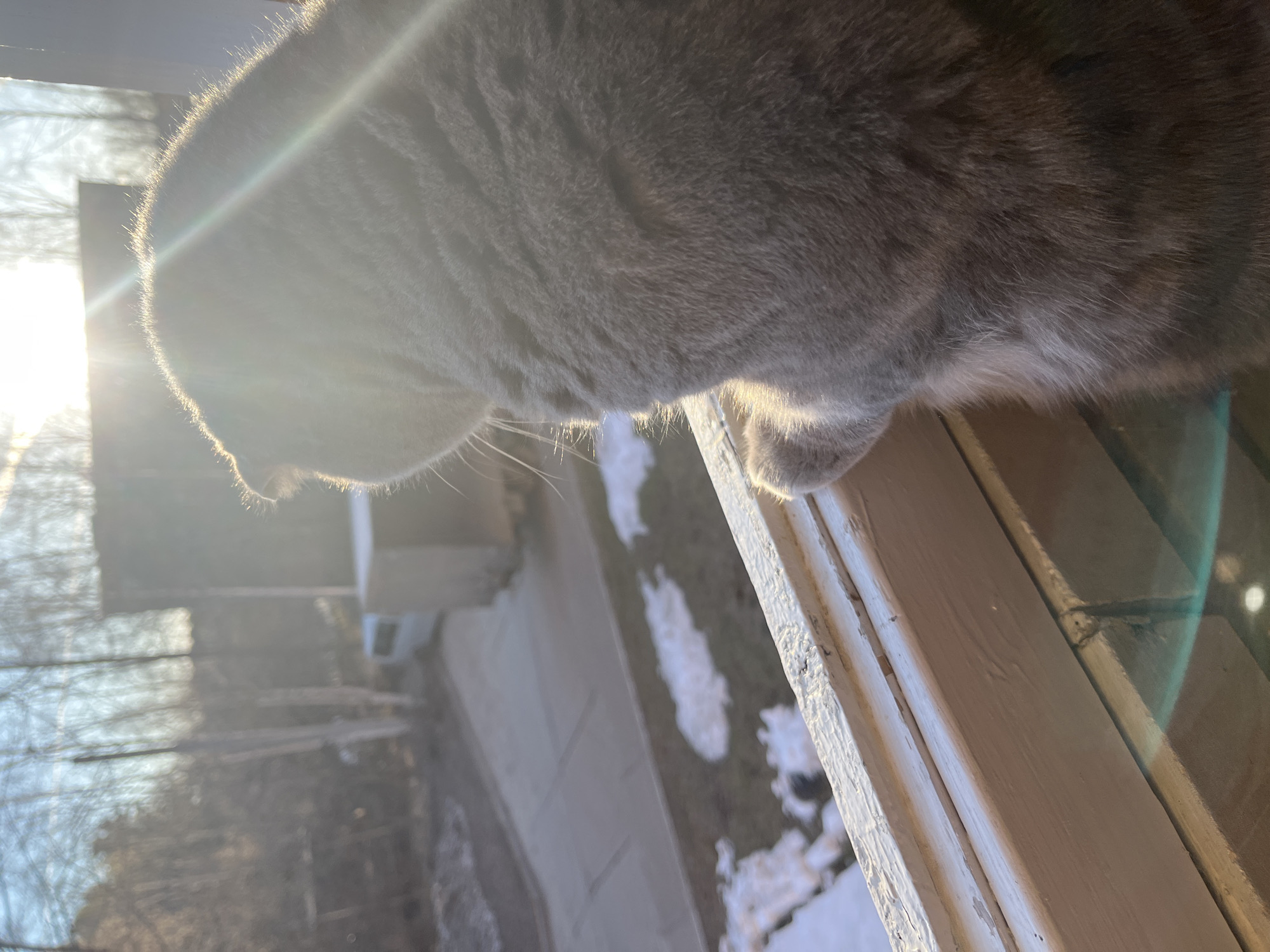 A close-up, slightly rotated view from inside a building, looking out a window. Dominating the upper portion of the frame is the gray, furry body of a cat. The cat is positioned near the window, its paw resting on the window frame.
Through the window, a blurry outdoor scene is visible. It includes patches of snow on the ground, some bare trees, and the corner of a light-colored building, and the setting sun.
Based on the request, the location is identified as Chaikovsky, Russia, although no elements in the image definitively confirm this location.