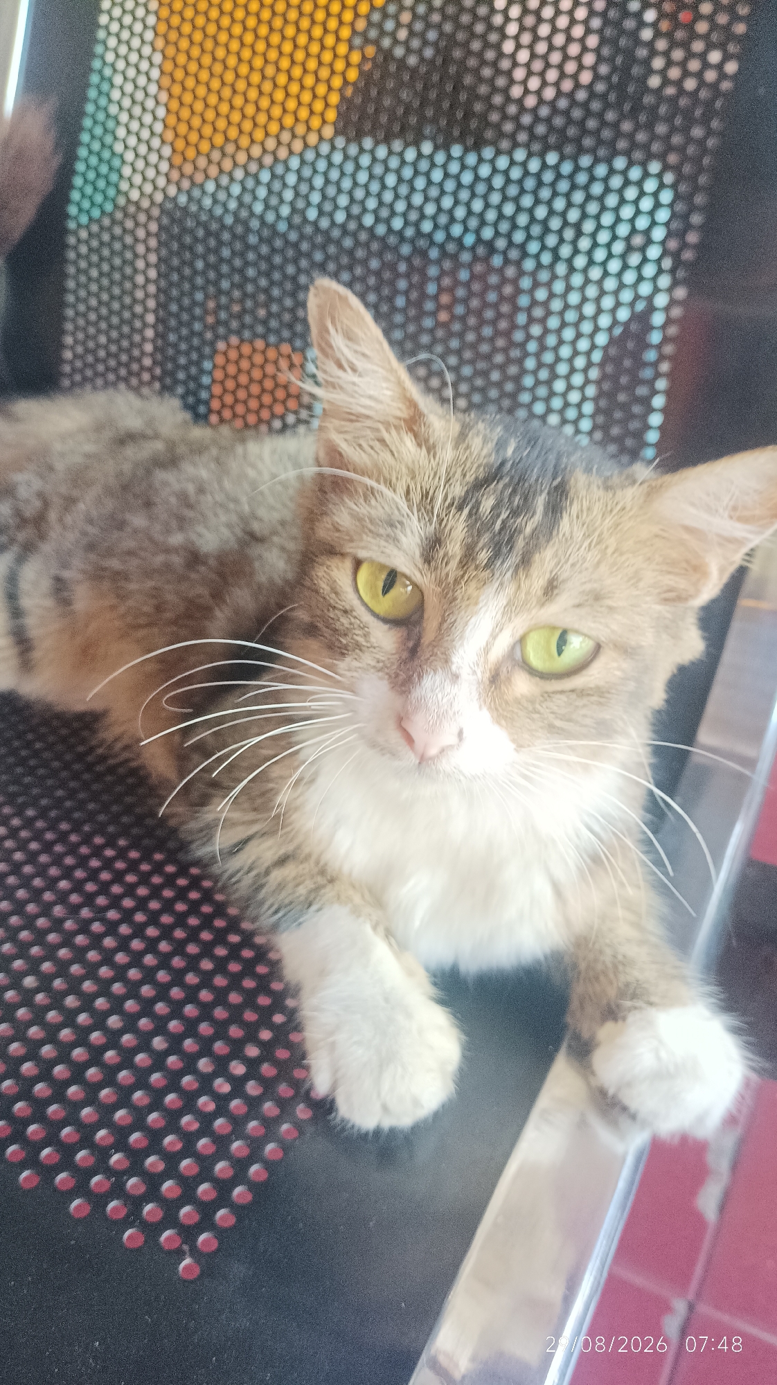 A medium shot, eye-level, indoor photograph captures a tabby cat with green eyes resting on a chair. The cat is predominantly brown and white with distinct tabby markings on its head and back. Its gaze is directed towards the camera. The chair has a black textured seat with pink dots arranged in a grid pattern, and the back of the chair is made of a perforated material with a colorful, abstract design. The background is blurred, but appears to be an indoor setting with a hint of a window or other light source. The photograph was taken on August 29, 2026, at 07:48. The location is specified as Tasikmalaya, Indonesia.