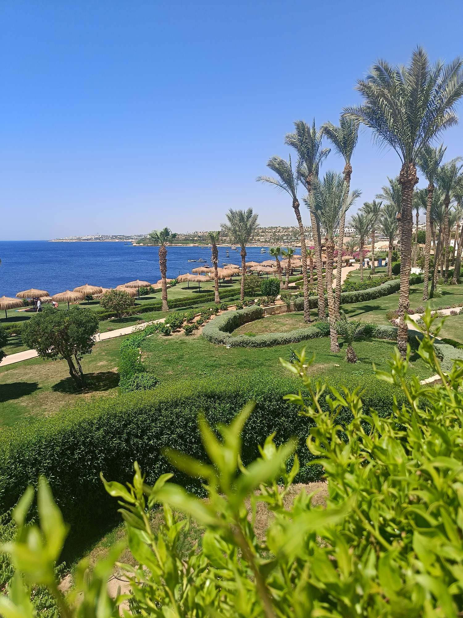 A high-angle, outdoor, medium shot captures a resort landscape adjacent to a body of water under a clear, bright blue sky. In the foreground, out-of-focus green foliage obscures the bottom of the frame. Beyond the foliage, a manicured lawn stretches out, bordered by neatly trimmed green hedges that form curved pathways. Several palm trees of varying heights are scattered throughout the scene, with some appearing in sharp focus and others slightly blurred. In the middle ground, a beach area is visible, featuring rows of thatched umbrellas and a few people. The water, a deep blue, meets the horizon, where distant buildings and hills can be seen. Boats are dotted on the water.