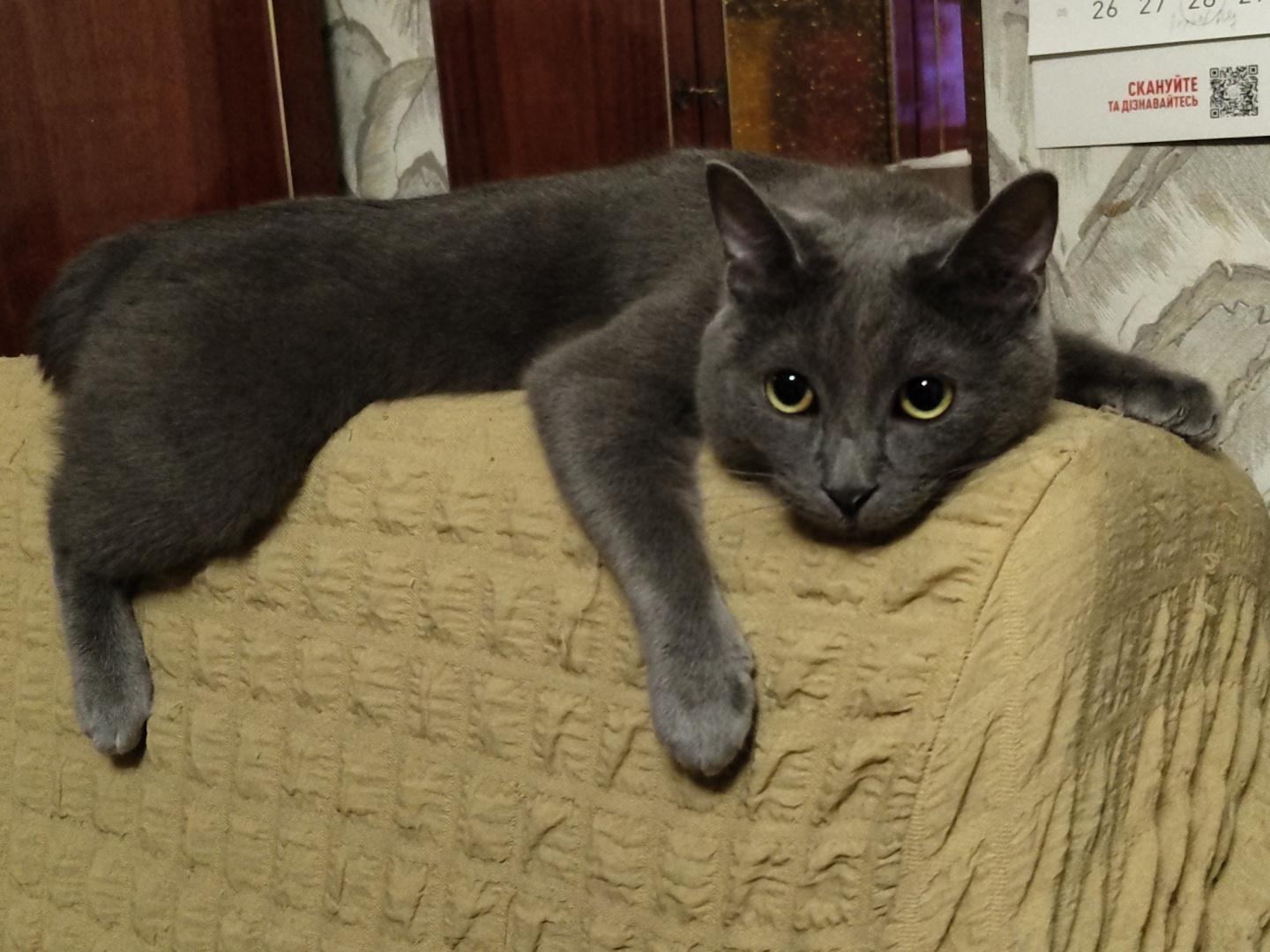 A gray cat is lying on a textured tan sofa, with its body stretched out across the surface. The cat is looking directly at the camera with its yellow eyes. Its front paws are resting on the edge of the sofa, and its hind legs are extended behind it. The background consists of a wooden cabinet and a wall with textured wallpaper.