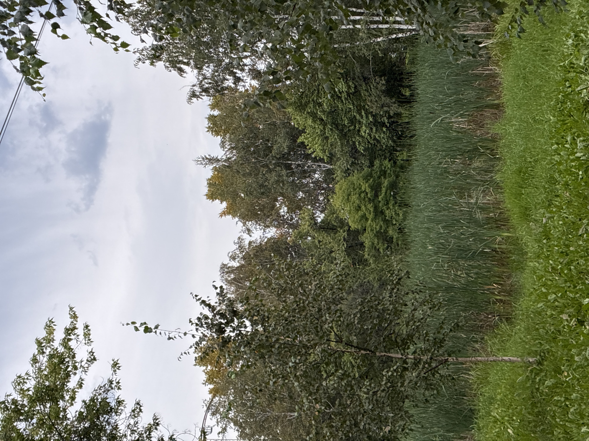 A medium shot captures a tranquil natural scene, likely in Irkutsk, Russia, depicting a small pond or marshy area surrounded by lush greenery. In the foreground, a patch of vibrant green grass slopes gently upwards. A slender tree with a textured bark stands to the left, its leaves a mix of deep green and lighter shades.
Beyond the grass, a dense growth of tall, reedy vegetation, predominantly cattails, forms a thick barrier. This marshy area extends across the midground of the image.
In the background, a dense forest of deciduous trees dominates the scene. Some trees exhibit autumnal hues of yellow and orange mixed with their green foliage, suggesting the time of year. The sky above is overcast with soft, gray clouds, casting a diffused light over the landscape. Power lines are visible stretching across the top portion of the frame, hinting at the proximity of civilization to this otherwise natural setting. No people or animals are present in the image, and no actions or interactions are depicted.