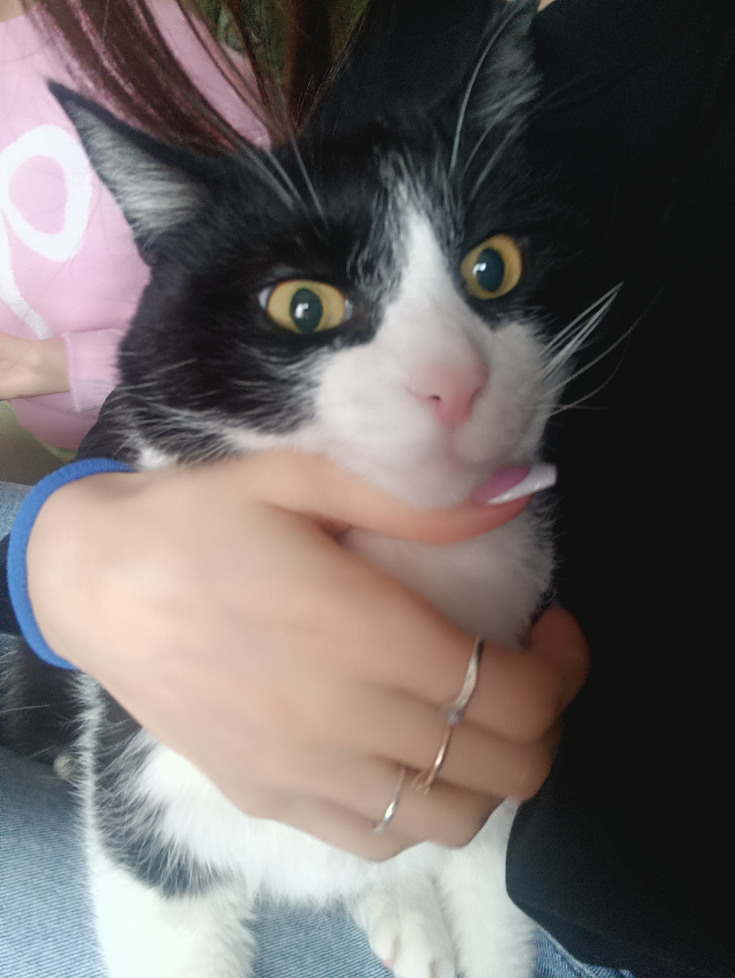 A black and white cat with yellow eyes is being held by a person. The person's hand is near the cat's face. The person is wearing rings and has light blue jeans. A light pink shirt with a white design is visible in the background. A dark, solid background is also present. The image does not provide any information indicating it was taken in Chaikovsky, Russia.
