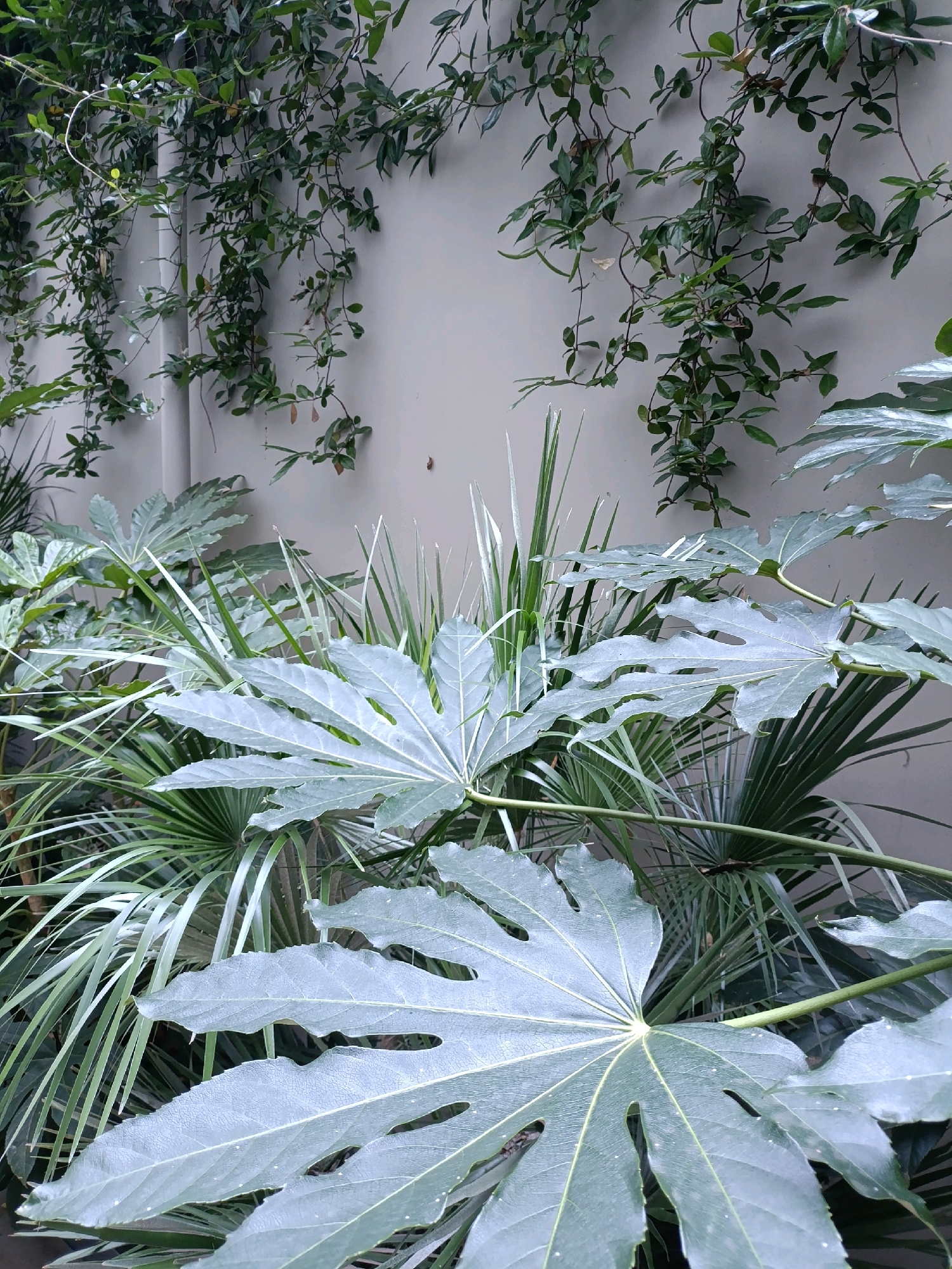 This image captures a verdant scene against a pale, textured wall, likely an outdoor setting in Grad Opatija, Croatia. Lush green vines cascade downwards from the upper left portion of the frame, their delicate tendrils and small leaves creating a natural curtain against the smooth, neutral-toned wall. In the foreground, large, palmate leaves of a lush plant, possibly a Fatsia Japonica, dominate the lower half of the image. These leaves are a deep, muted green with prominent, lighter-colored veins radiating from the center. Interspersed among these broad leaves are spiky, grass-like foliage and the fan-shaped leaves of a palm. The overall impression is one of a well-maintained garden or courtyard, with a focus on the rich textures and varying forms of the plant life. The lighting suggests it is daytime, with soft, diffused light highlighting the plants without harsh shadows. There are no people or animals visible in the frame.
