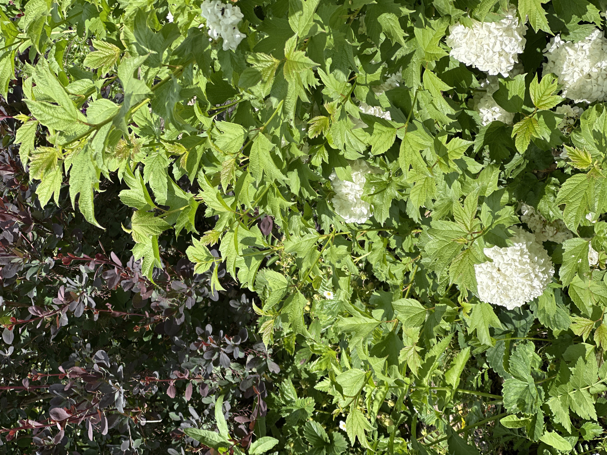 The image captures a dense botanical scene under bright daylight. In the upper left quadrant, a shrub with small, spatulate, deep reddish-purple leaves and red, thorny stems is visible. This plant exhibits new growth with reddish buds at the tips of its branches. Adjacent to and dominating the right and central portions of the frame is a large, vibrant green deciduous shrub featuring deeply lobed, serrated leaves. This green shrub bears multiple large, spherical clusters of tightly packed white flowers, commonly known as snowball blossoms, scattered throughout its foliage. Below and to the left of the central green shrub, a layer of smaller, medium-green plants with trifoliate, serrated leaves is present. These plants are interspersed with tiny white flowers, each having a prominent yellow center, and several small, developing green fruits are also discernible. Direct sunlight illuminates the scene from the upper left, casting distinct shadows and highlighting the texture of the various leaves. No human presence or constructed objects are visible; the scene exclusively depicts a natural or cultivated garden bed filled with diverse plant life. The location is in the city of Unknown, Unknown.