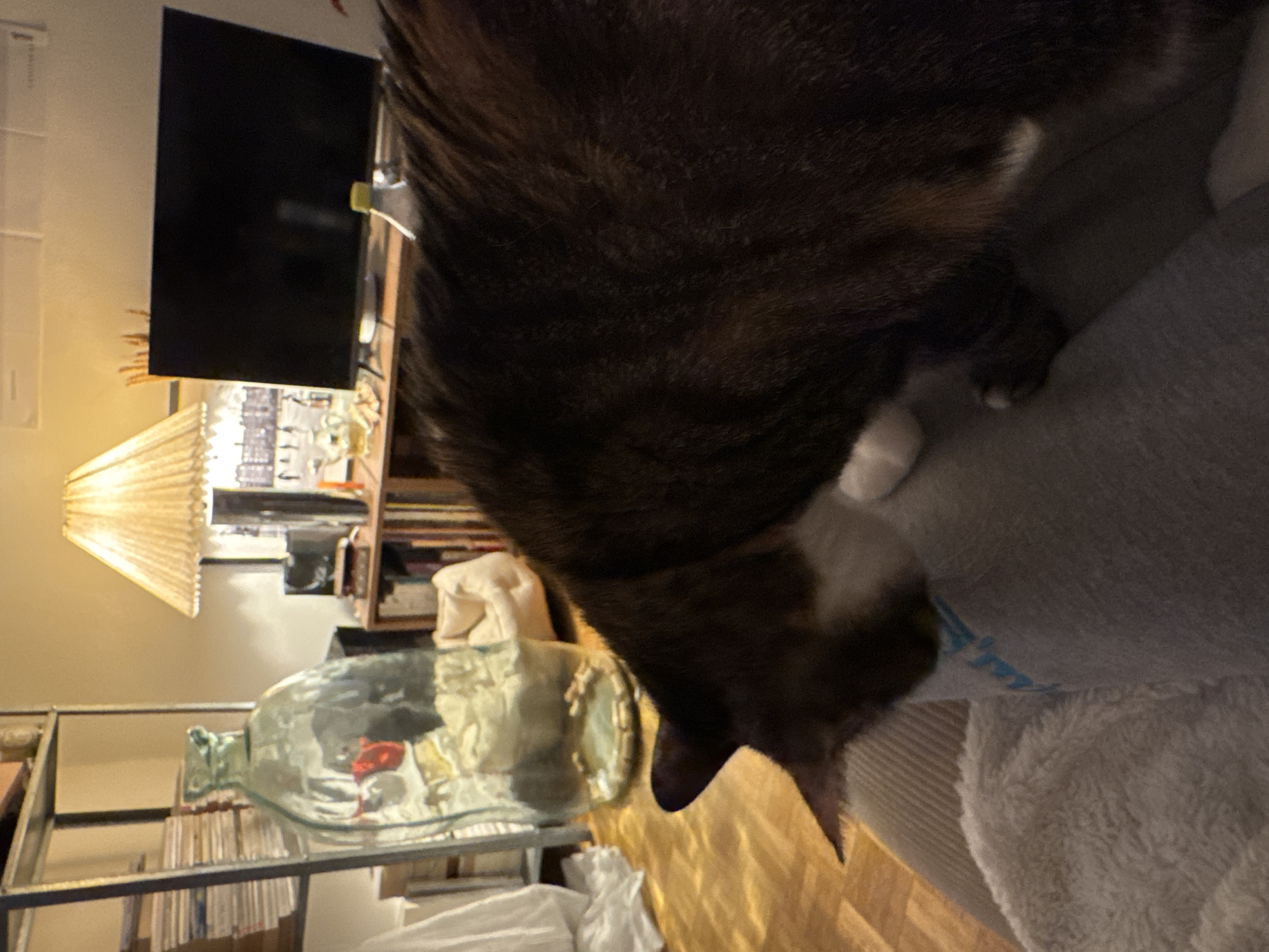 The image depicts an indoor domestic scene in Paris, France. A domestic shorthair cat, exhibiting dark brown and black tabby markings with white fur on its chest and paws, is positioned over a person's lap or legs, which are covered by grey fabric trousers and a light-colored, textured blanket. The cat's head is lowered towards the fabric.
The room is dimly lit, with warm light emanating from a pleated lampshade on a table located in the midground to the right. To the left, a tall, clear glass demijohn containing a red object and smaller circular items at its base stands on a light brown parquet floor. Behind the demijohn, a metal shelving unit holds stacked papers or books, and white fabric is draped nearby. In the background, a black flat-screen television is centered on a wooden console unit. To the left of the TV, a small clear carafe containing a yellow liquid and a cup are visible. To the right of the TV, a clear bottle with a yellow cap is present. A small, light-colored pet bed is visible on the floor behind the demijohn and partially under the console. Bookshelves filled with books are visible beneath the console. A dark, muted image of a cityscape, possibly Paris, is discernible behind the lamp.