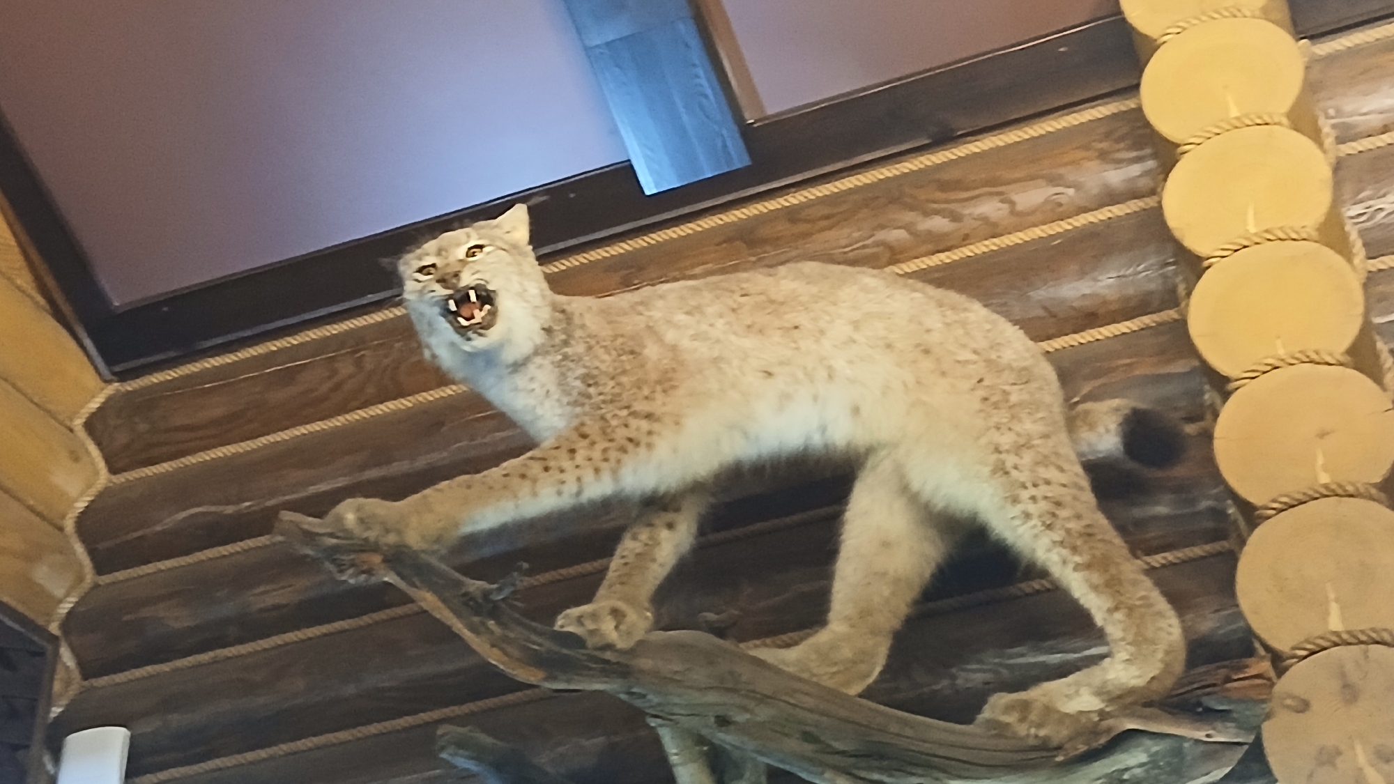 A taxidermied bobcat, with bared teeth in an aggressive posture, is mounted on a branch display attached to a wooden wall. The wooden wall is constructed of horizontal planks with rope-bound vertical wooden supports made of disk-shaped segments. The scene is likely in Izhevsk, Russia, although the specific location is not discernible from the image alone.