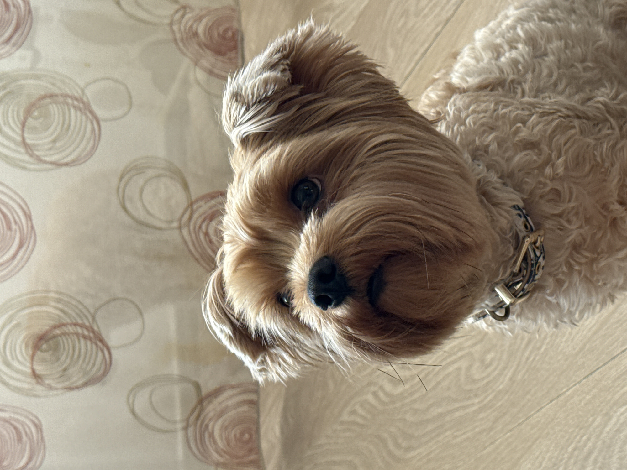 A small, light brown dog with fluffy fur is lying down on a light-colored wooden floor. The dog's head is tilted upwards, and its eyes are looking directly at the camera. The dog is wearing a collar with a blue and white patterned design. In the background, there is a curtain with a swirled circular pattern in shades of light brown and beige. The scene appears to be indoors, with soft lighting, possibly from a window, suggesting it might be daytime. The dog's expression is alert and curious. There is no visible text in the image. The location context provided is Yekaterinburg, Russia.