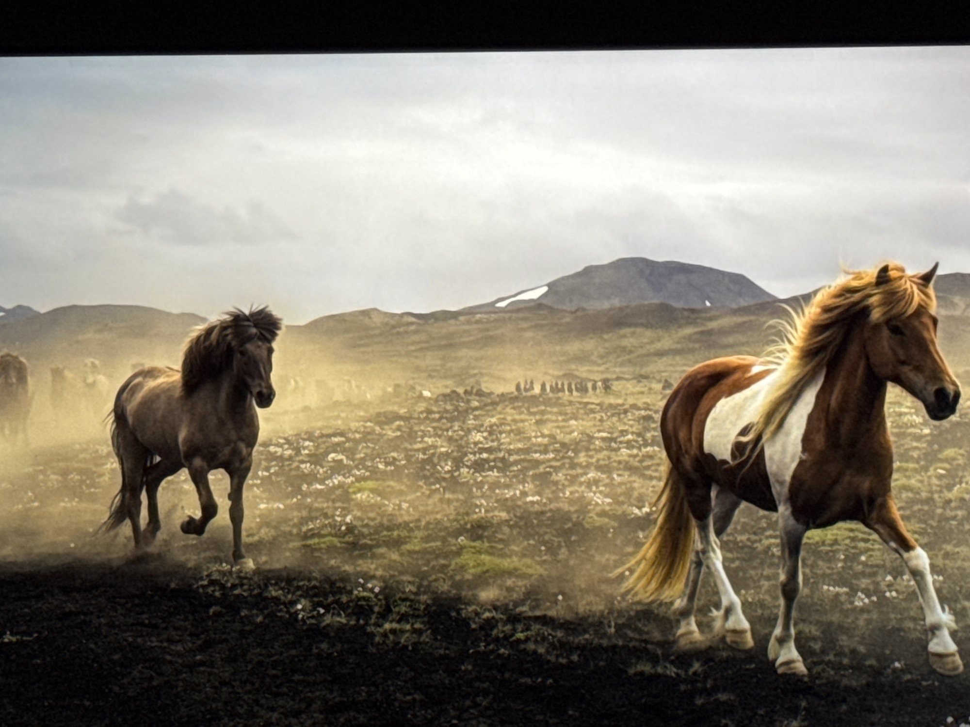 The image shows a herd of horses running across a dusty, open landscape. The terrain is uneven and appears to be sparsely vegetated with small white flowers scattered throughout. In the background, there are rolling hills and mountains under a cloudy sky. One horse in the foreground is a chestnut and white pinto, while another, slightly further back, is a solid dark brown. The horses are kicking up dust as they run. The overall atmosphere is dramatic and wild. This image is not from Saratov, Russia.