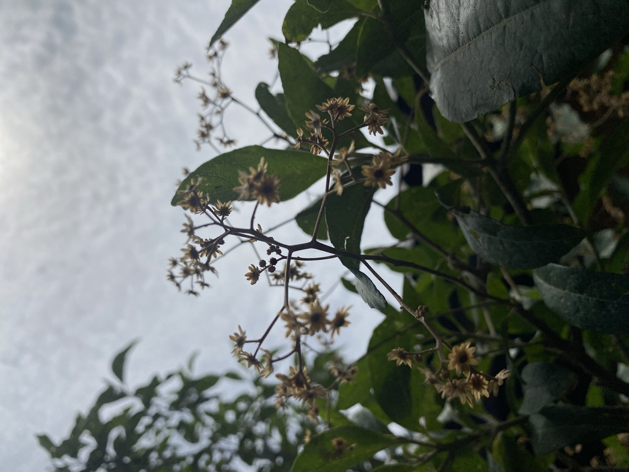The image depicts a close-up view of a plant with green leaves and small, dried flowers against a cloudy sky. The leaves are ovate and slightly leathery in appearance. The flowers are clustered in small groups on thin stems. The photograph appears to have been taken from a low angle, looking upwards towards the sky. The city and country were given as reference information only.