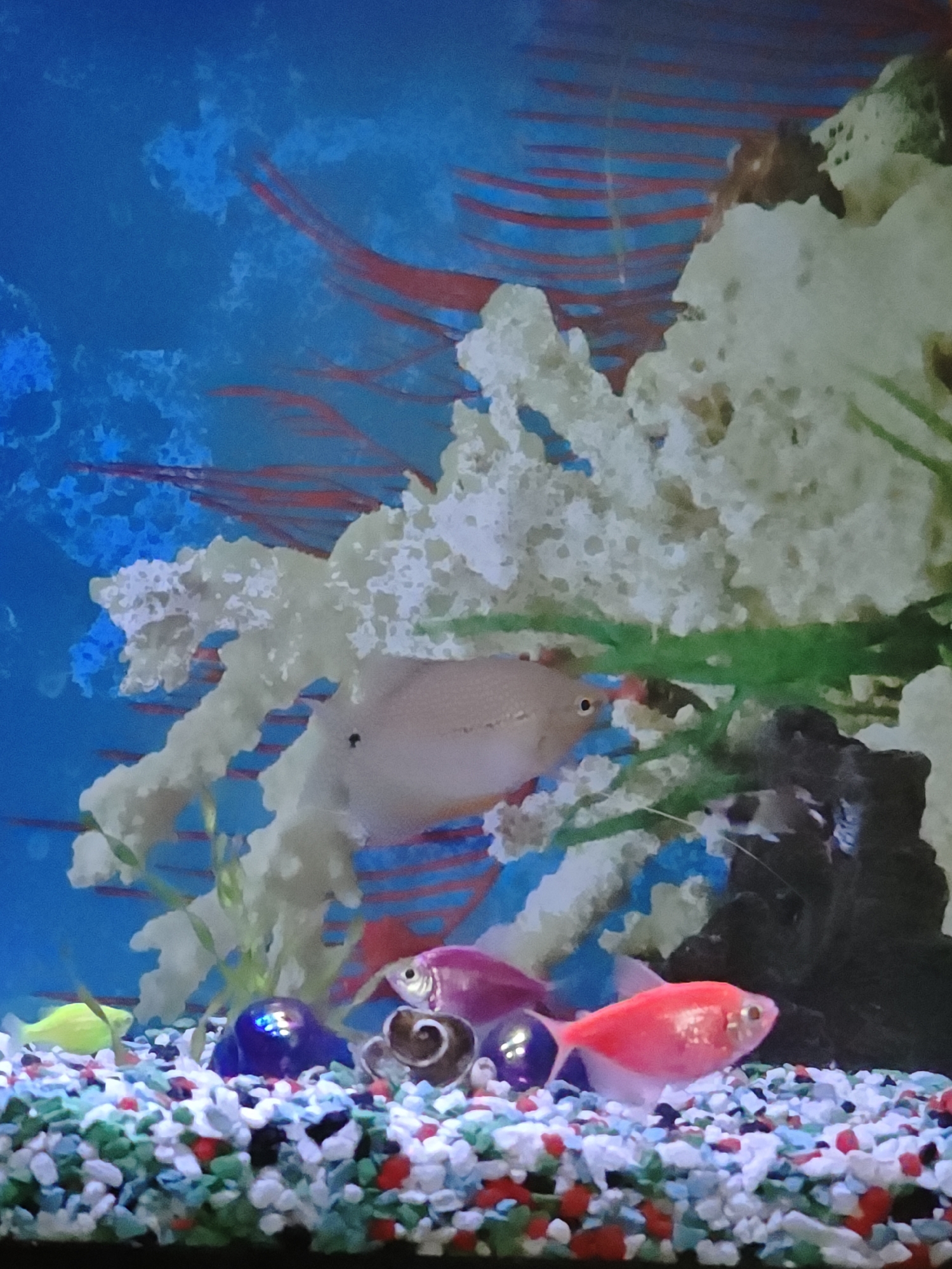 This image depicts an aquarium with several fish and decorative elements. The aquarium is filled with clear water and contains a multi-colored gravel substrate. In the center of the image, a light-colored fish with darker spots on its body swims. To the right of this fish, a bright pink fish is visible. To the left, a neon yellow fish is present. In the foreground, a dark blue spherical object and a coiled shell are on the gravel. The background of the aquarium features artificial coral or rock formations and a blue backdrop with red stripe-like decorations. The lighting in the image suggests an indoor setting. There is no discernible information to place this image within the city of Yalta, Ukraine.