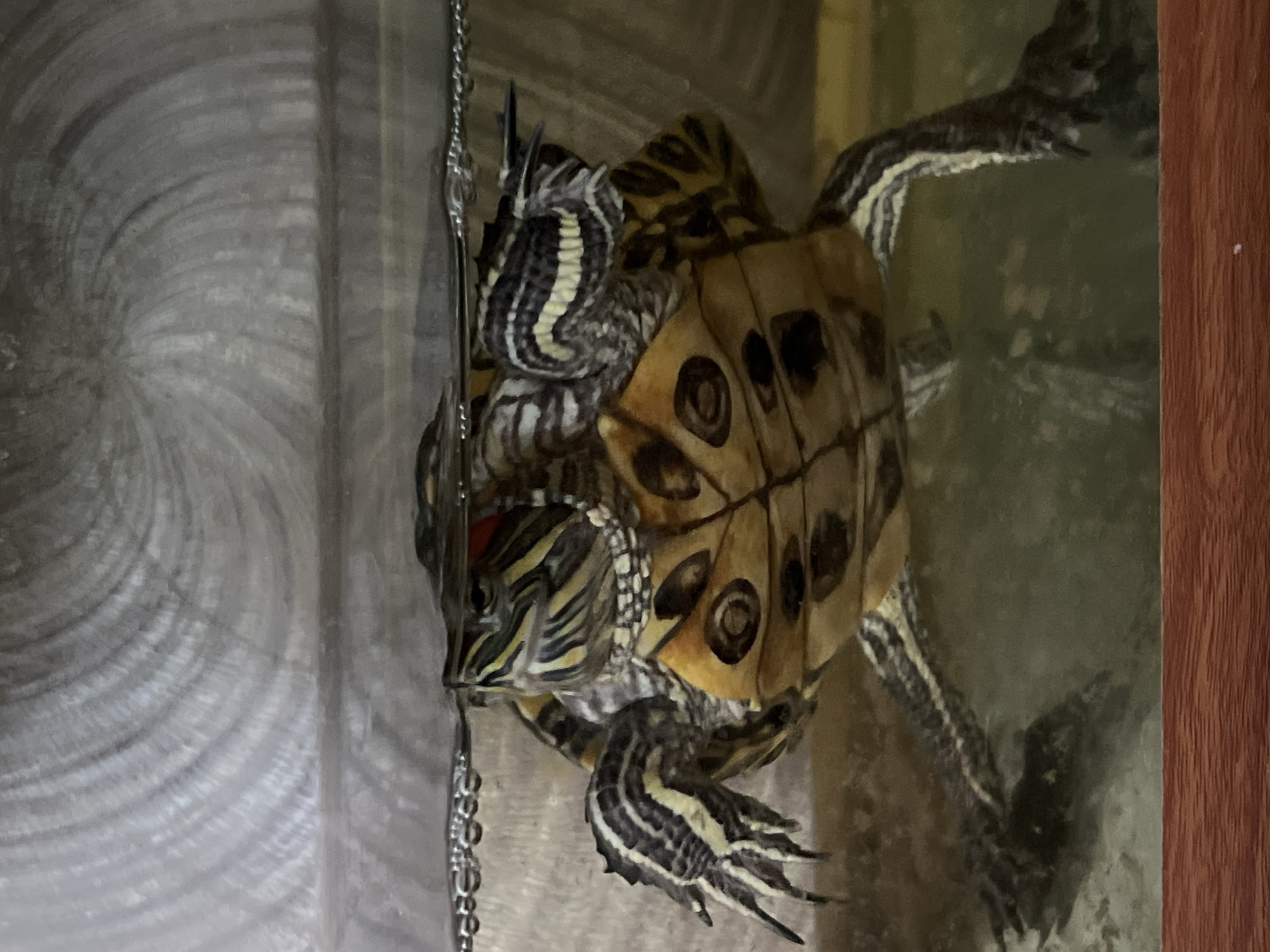 The image shows two red-eared slider turtles in a glass tank. The turtles are stacked on top of each other, with one turtle's shell resting on the other. Both turtles have distinctive red markings near their eyes and striped necks and legs. The tank also contains a silver chain and a wood-look panel. The scene takes place in Chaikovsky, Russia.