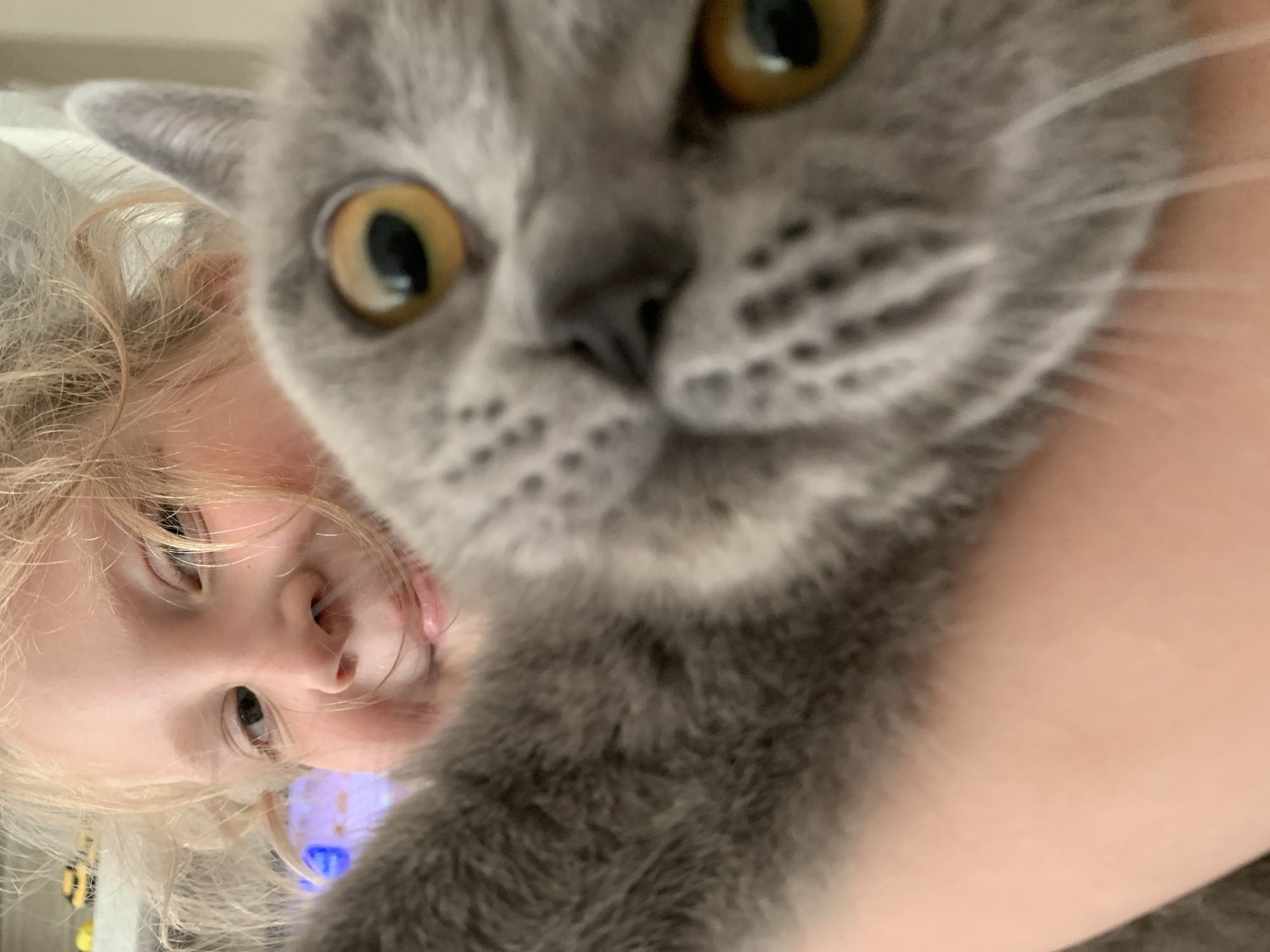 A close-up selfie shows a young girl with blonde, curly hair holding a gray cat. The girl is in the background, slightly out of focus, smiling and looking towards the camera. The cat is in the foreground, its face filling most of the frame, with large, round, yellow eyes looking directly at the viewer. The cat's fur is short and dense, and it appears to be a British Shorthair breed. The image seems to be taken indoors, with a blurred background that suggests a home environment. The exact location within Chaikovsky, Russia, cannot be determined from the image alone.