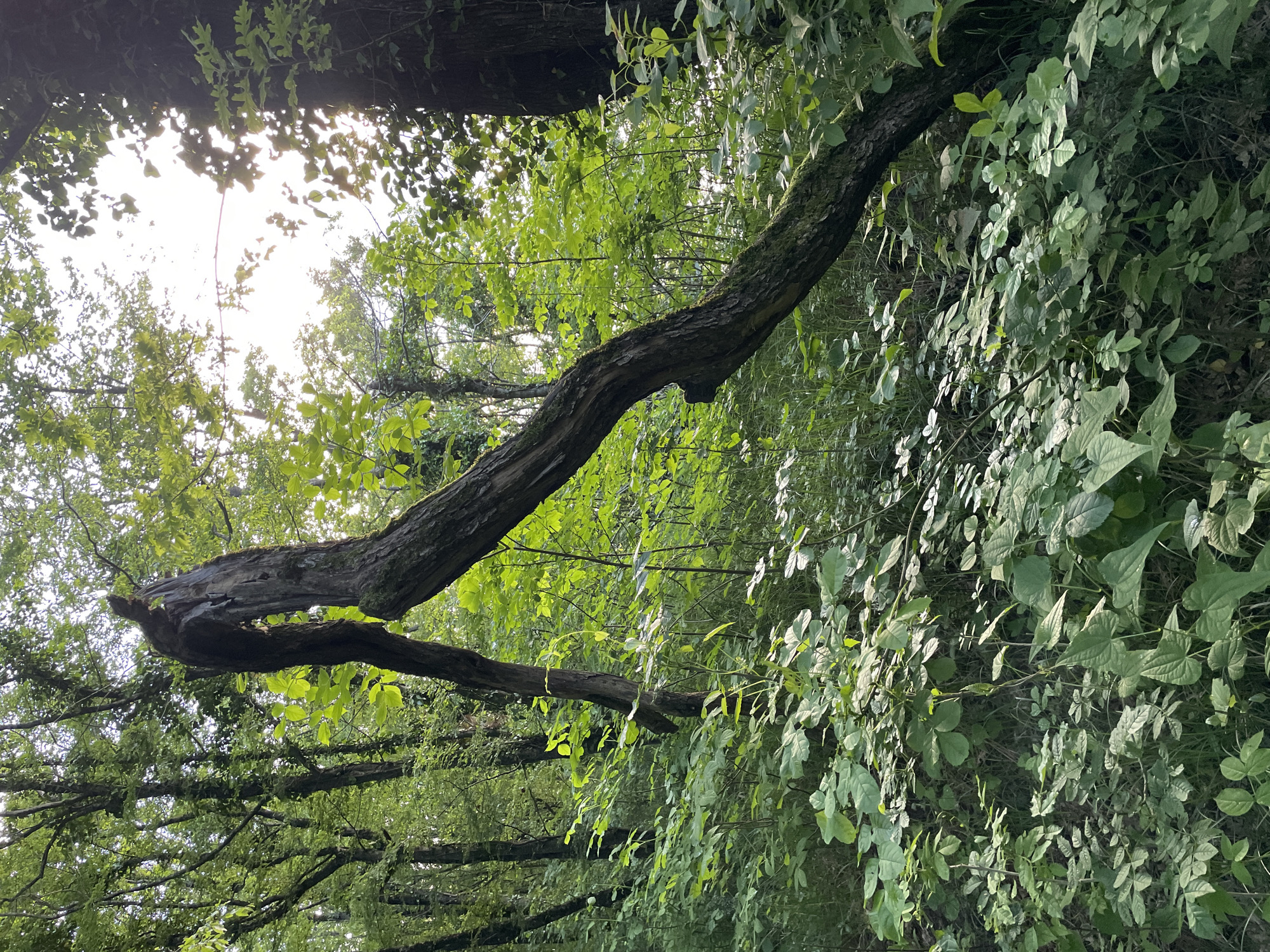 The image depicts a lush, green environment, likely within a park or forested area in Olginka, Russia. The scene focuses on a thick, gnarled tree branch extending horizontally across the frame. Abundant green foliage surrounds the branch, including various types of leaves and vines. Sunlight filters through the canopy in the background, creating a bright, diffused light. No people or animals are visible in the scene.