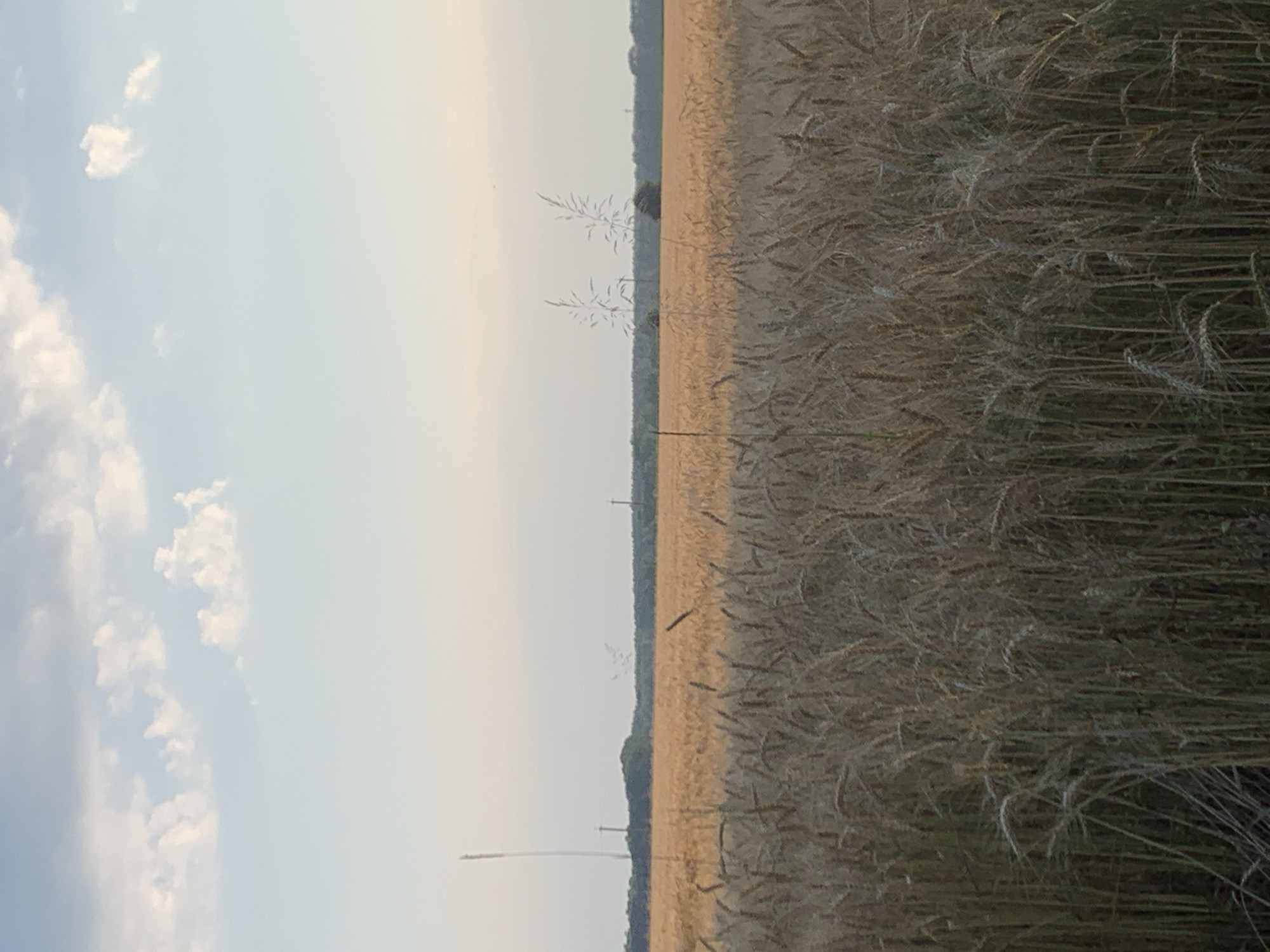 The image shows a field of wheat under a hazy sky with scattered clouds. In the foreground, the wheat stalks are dry and golden, with some appearing to be in shadow. Further back, the field stretches out, a uniform expanse of golden wheat. In the distance, a dark green line of trees forms a horizon, behind which are faint silhouettes of what appear to be utility poles and a tall antenna structure. The overall lighting suggests late afternoon or early evening. This scene is located in the village of Derevky, Kyiv Oblast, Ukraine.