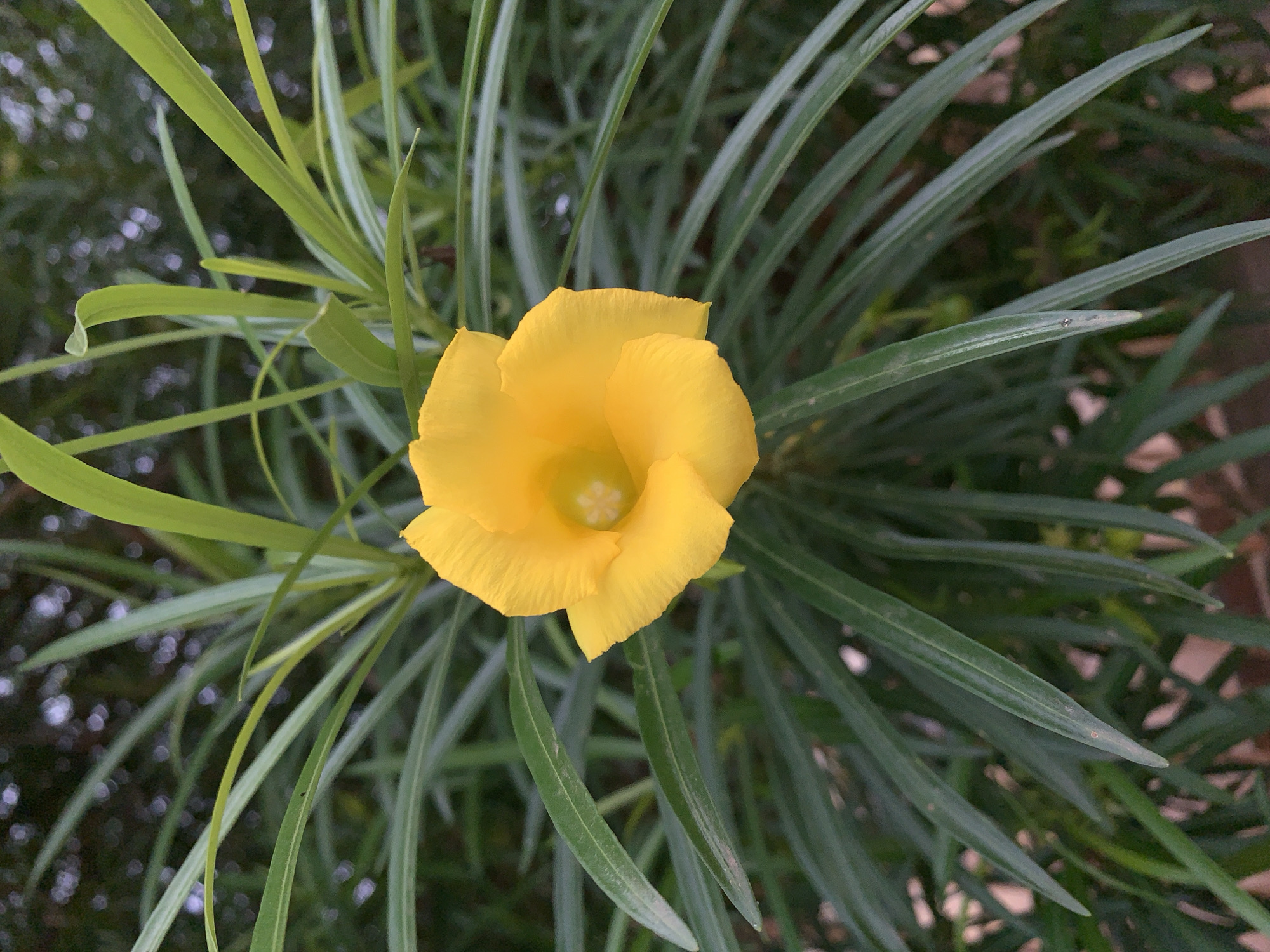 The image captures a vibrant yellow flower in a close-up, top-down perspective, positioned centrally within a dense canopy of long, slender green leaves. The flower features five soft, rounded petals and a distinctive light-colored, star-shaped center. Surrounding the blossom, numerous narrow, dark green leaves fan out, creating a rich textural backdrop for the bright bloom.
The background is softly blurred, showing additional greenery and subtle bokeh lights, suggesting a natural outdoor environment like a garden or a bush. The lighting appears soft and diffused, indicating either an overcast day, early morning, or late afternoon, without harsh shadows. A tiny water droplet is visible on one of the leaves in a cropped section, hinting at dew or recent precipitation.
No human subjects or activities are depicted. The scene is static, focusing entirely on the botanical details. The plant's appearance, particularly the yellow flower and narrow leaves, is consistent with species like the Yellow Oleander (*Cascabela thevetia*), which is common in tropical regions. This aligns with the provided location context of Rafin Par, Nigeria. There is no visible text in the image. The overall impression is one of natural beauty and tranquility.