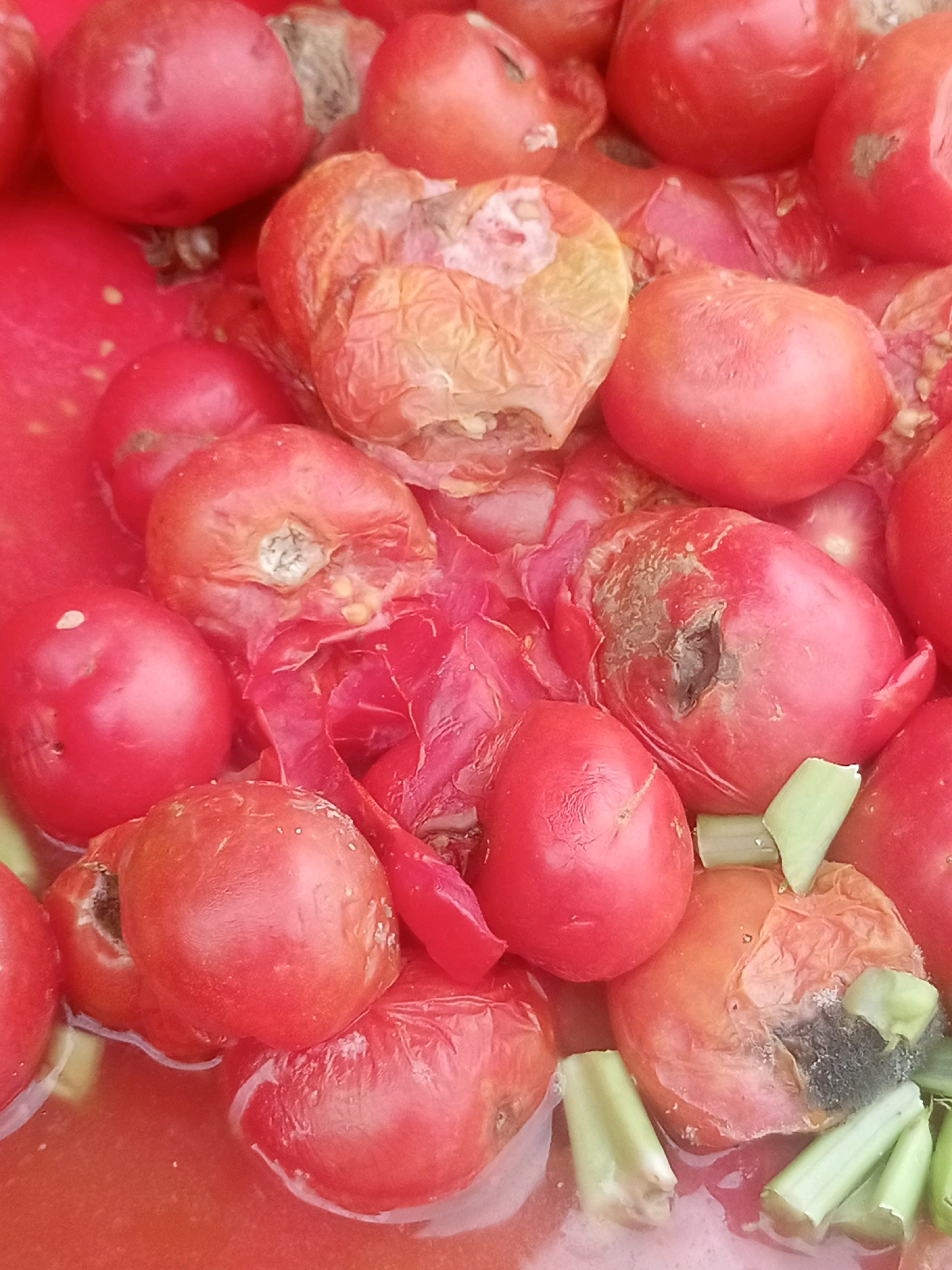 The image shows a close-up, overhead view of a collection of tomatoes, many of which appear to be overripe, bruised, or showing signs of decay and mold. Some tomatoes are a bright red, while others have a duller, wrinkled appearance with patches of brown and grey mold. Several pieces of chopped celery are interspersed among the tomatoes. The tomatoes are submerged in a reddish liquid, likely tomato juice or a similar liquid base. The scene appears to be in a bowl or container. There is no indication of the city of Chiswe, Malawi, or any specific environmental context beyond the immediate contents of the container. There are no people or discernible actions depicted.