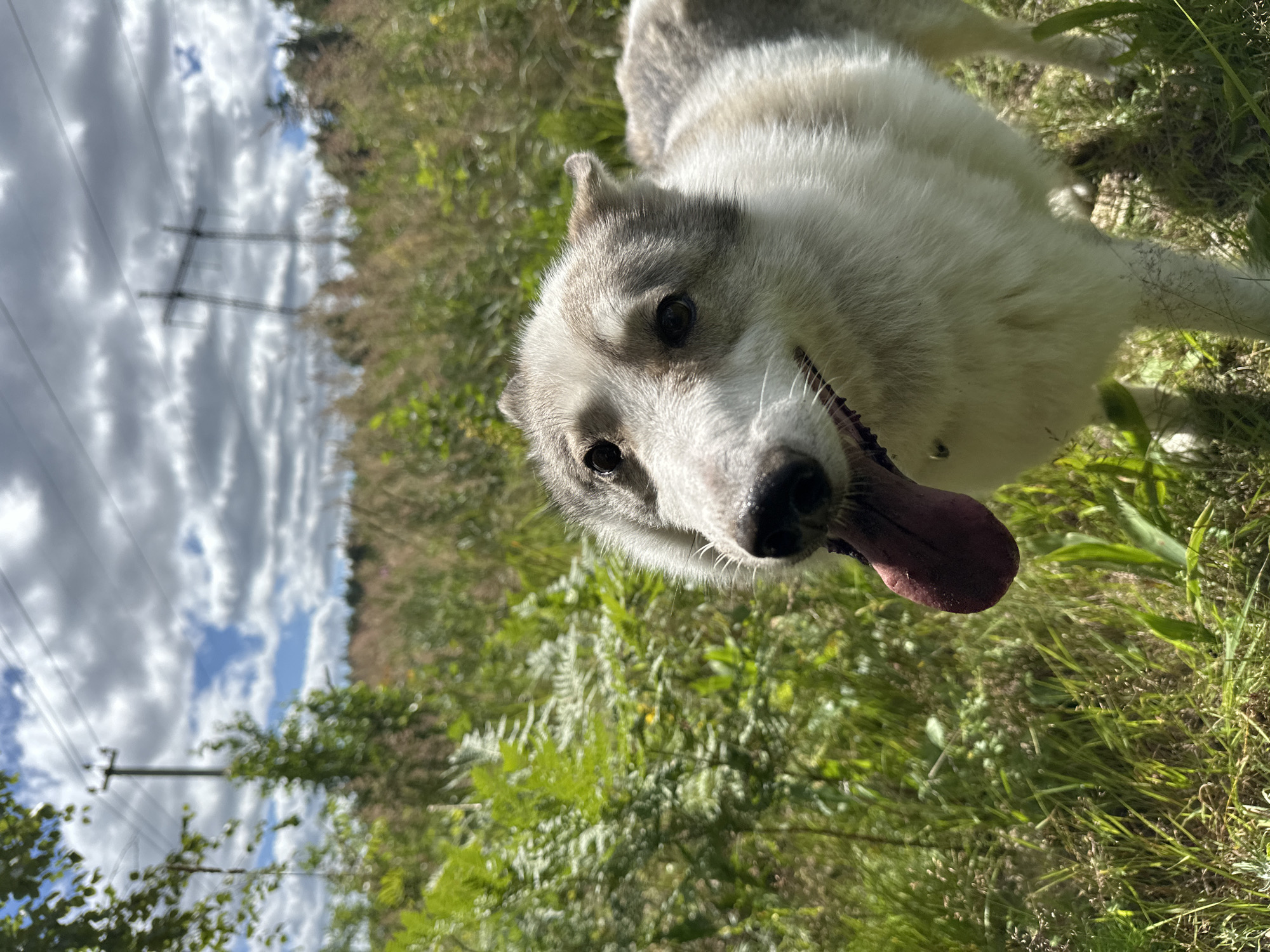A medium shot captures a dog in an outdoor, grassy environment. The dog, with predominantly white fur and gray markings on its head and back, is panting with its tongue extended. The background features lush green vegetation, including ferns and tall grasses, under a partly cloudy sky. In the distance, power lines and transmission towers are visible, suggesting the presence of infrastructure. The overall scene is one of a dog enjoying a moment in a natural setting, possibly a field or meadow, within Karabanovo, Russia, given the context.