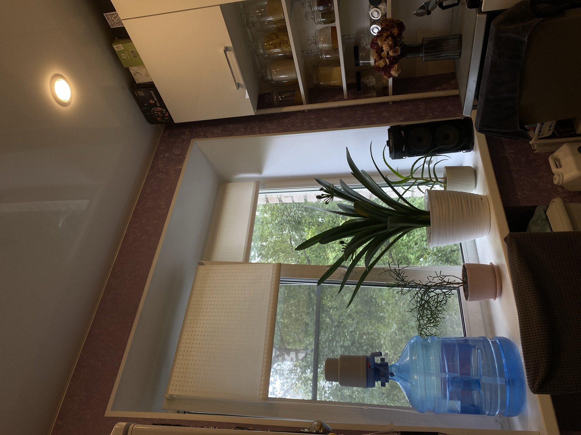 The image depicts an indoor scene, likely a kitchen, with a prominent window to the left. On the windowsill, a large blue water dispenser with a pump sits to the left. Next to it are two potted plants: one a small, spiky plant in a pink pot, and another larger, leafy plant in a white pot. A black portable speaker is positioned behind the plants.
The window itself has a light-colored roller blind partially drawn, revealing lush green trees and foliage outside. The wall above the window has a textured purple wallpaper.
To the right of the window, a white kitchen cabinet with several shelves is visible. The shelves are stocked with various glass jars containing dry goods such as pasta and grains. A bouquet of dried flowers in a dark glass vase is placed on the countertop in front of the shelves. A white ceiling with a recessed light fixture is also visible.
The overall impression is of a lived-in domestic space, possibly located in a residential area of Lomonosov, Russia, given the context provided. There are no people visible in the image, and no specific actions or interactions are depicted. The scene is static and focuses on the arrangement of objects and the view from the window.