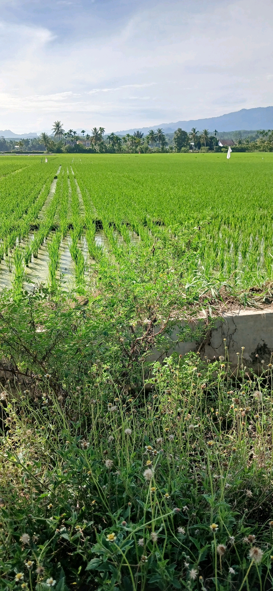 A wide-angle, eye-level, vertical shot captures a lush green rice paddy field under a bright, partially cloudy sky. In the foreground, dense green foliage, including small flowering plants with yellow and white centers, grows along a concrete structure that borders the paddy. The rice paddy itself extends into the midground, with rows of young green rice stalks clearly visible, some submerged in water, creating a reflective surface. The field stretches towards the horizon, where a line of palm trees and other tropical vegetation separates the paddy from a distant, hazy mountain range. A few white flags or markers are sparsely placed throughout the field. The overall impression is one of a rural agricultural landscape in Darussalam, Indonesia, bathed in natural daylight.