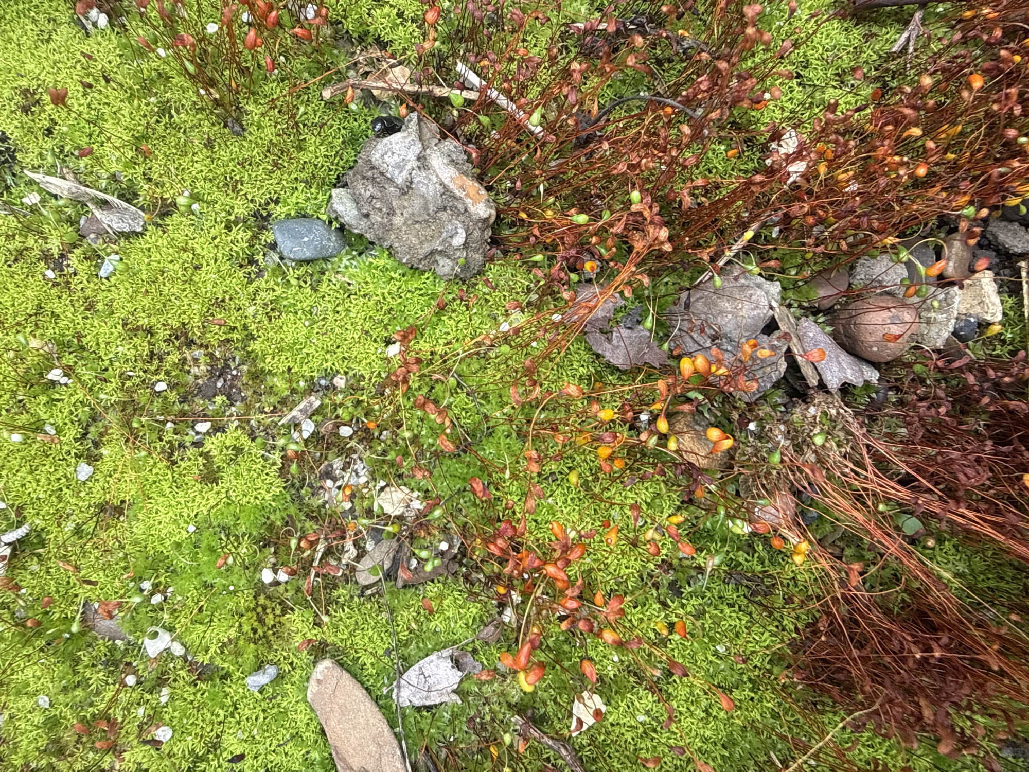 The image is a close-up, overhead view of a patch of vibrant green moss interspersed with thin, reddish-brown stems bearing small, teardrop-shaped structures in shades of orange, yellow, and green. These structures appear to be sporophytes, the reproductive parts of mosses. Scattered amongst the moss and sporophytes are small pebbles, fragments of dried leaves, and a few larger rocks. The overall impression is of a natural, ground-level scene, likely in a damp or shaded environment. The location is identified as Pavlovka, Russia, suggesting this is a natural outdoor setting within that region. There are no people or visible signs of human activity other than the potential presence of litter like the dried leaves. The lighting is diffused, creating soft shadows and highlighting the textures of the moss and sporophytes.