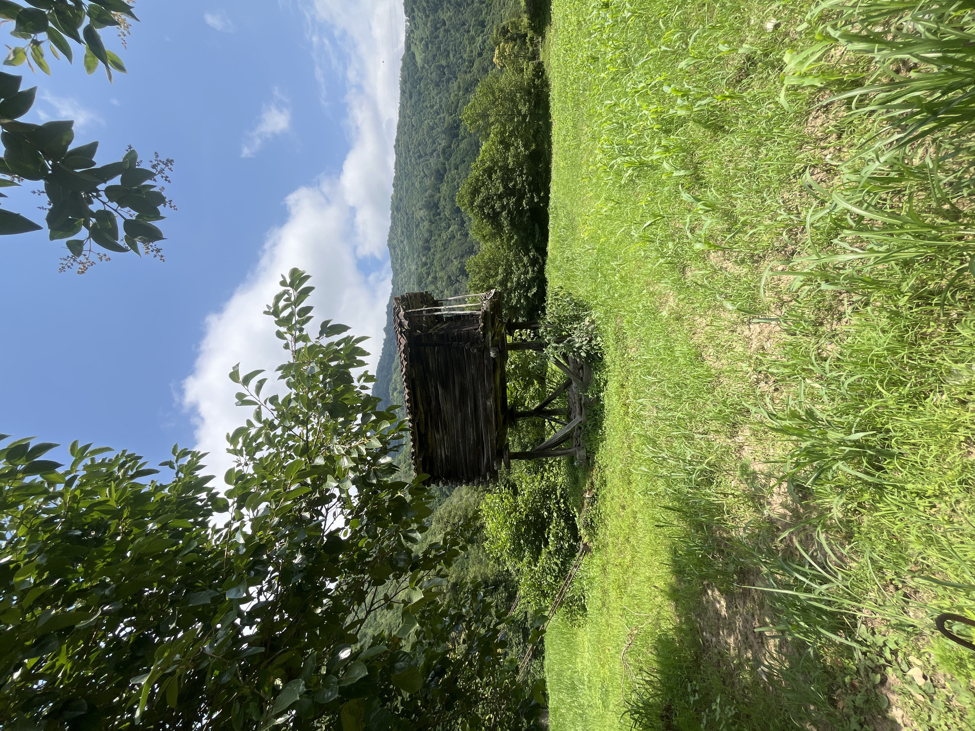 The image shows a rustic wooden structure elevated on stilts in a lush, green field in Mirveti, Georgia. The structure appears to be a storage shed or a small dwelling, constructed from weathered wooden planks with a tiled roof. It is situated amidst dense vegetation, with a large tree providing shade to the left of the frame. In the background, rolling hills covered in dense green forest rise towards a bright blue sky dotted with fluffy white clouds. The field in the foreground is covered in tall, vibrant green grass and young crops, suggesting a rural agricultural setting. The scene conveys a sense of natural beauty and simplicity, characteristic of the Georgian countryside.