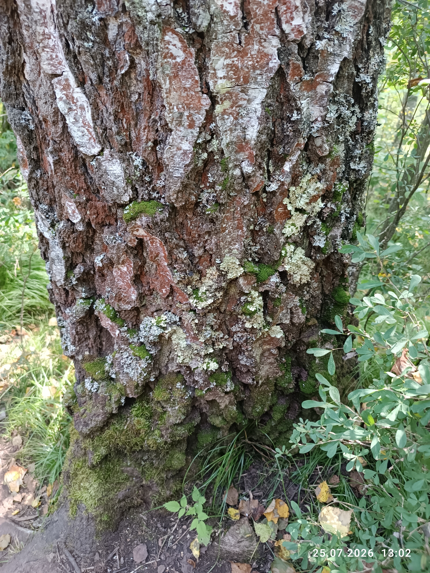 The image is a close-up of a tree trunk covered in moss and lichen. The bark is rough and textured, with shades of brown, grey, and white. Green moss grows in clumps around the base of the trunk and in crevices of the bark. Patches of light-colored lichen are scattered across the trunk, appearing as flat, crusty growths. The background is blurred and shows foliage, indicating an outdoor environment. The timestamp "25.07.2026 13:02" is visible in the lower right corner. The location is identified as Brishtamak, Russia.