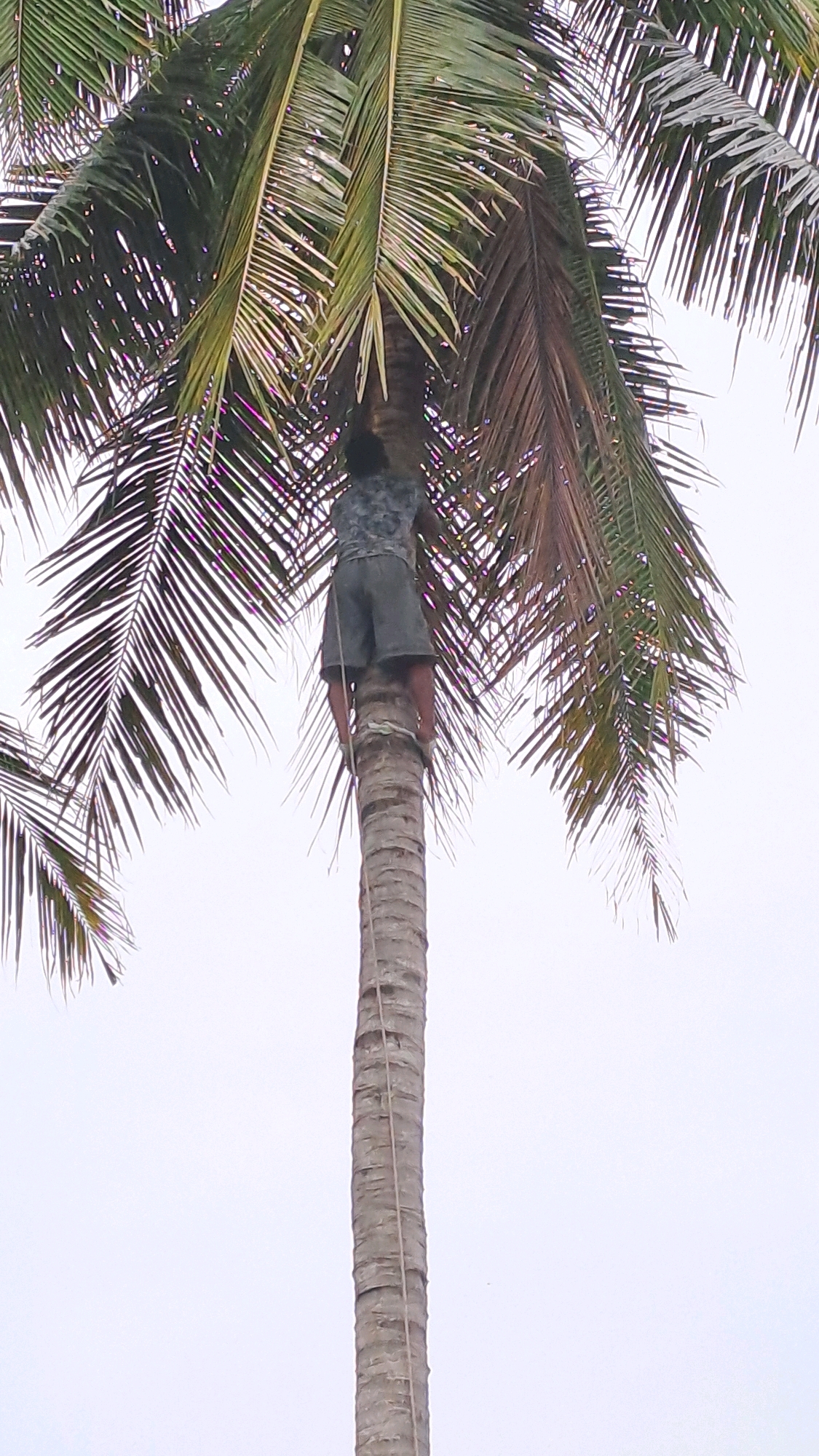 A person is climbing a tall coconut tree in Geulanggang Baro, Indonesia. The person, wearing a dark patterned shirt and grey shorts, is midway up the trunk, using a rope tied around their waist and anchored to the tree. Their legs are bent as they ascend, and their hands are obscured by the fronds. The coconut tree has a rough, segmented trunk, and its large, green fronds spread out towards a pale, overcast sky. The image is taken from a low angle, emphasizing the height of the tree.