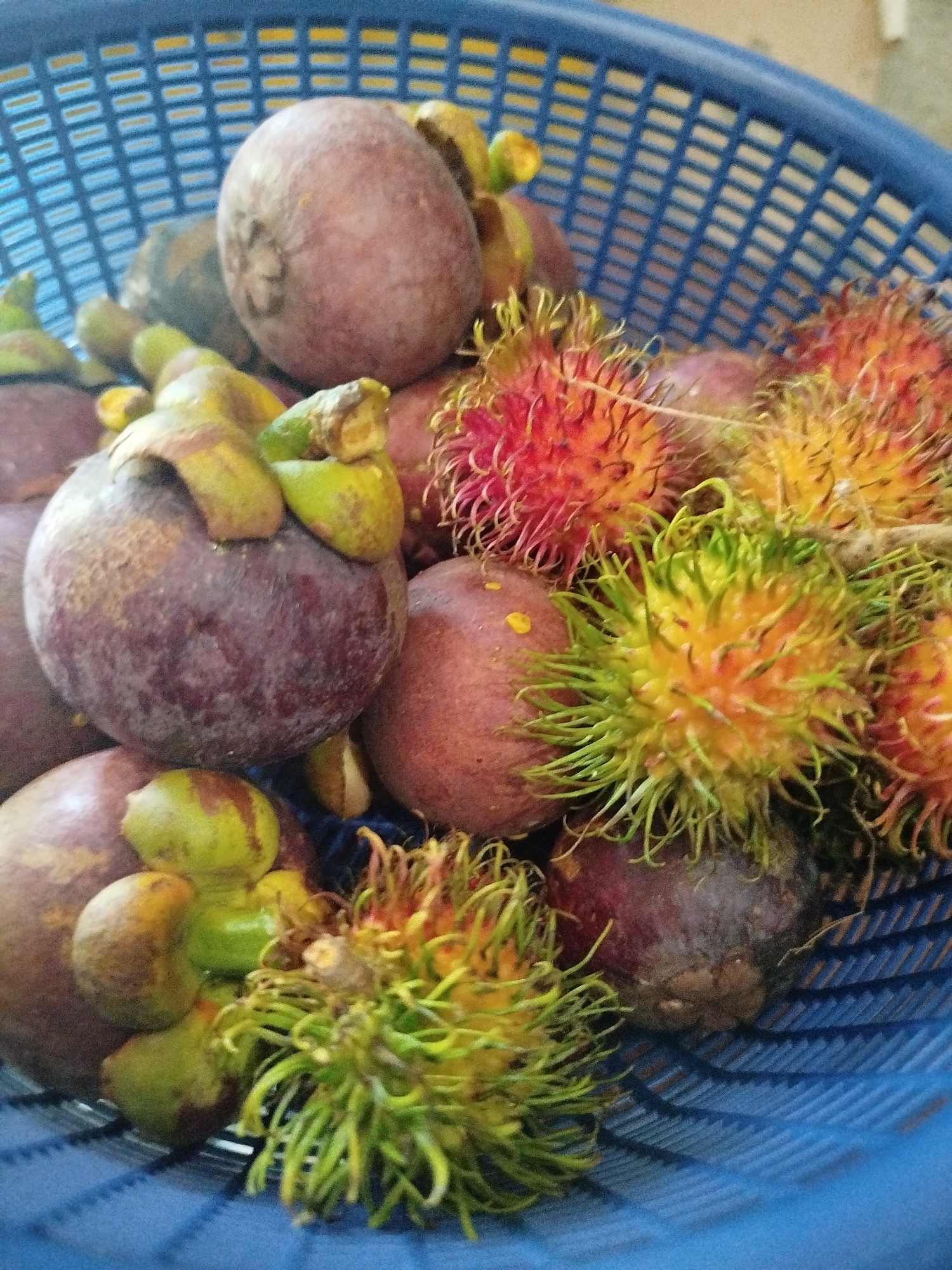 This is a close-up, eye-level, indoor shot of a blue plastic basket filled with various tropical fruits, specifically mangosteens and rambutans. The basket is slightly tilted, and the fruits are densely packed within it. The lighting appears to be natural, casting subtle shadows. The background is blurred, but suggests an indoor setting, possibly a kitchen or market stall. The overall impression is one of abundance and freshness. This image was captured in Beuringen, Indonesia.