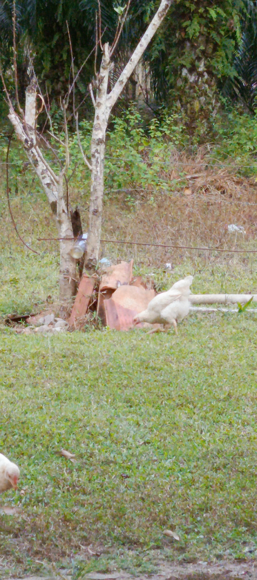 In the city of Suka Menanti, Indonesia, a white chicken pecks at the grassy ground near a thin tree with light-colored bark. The chicken is positioned to the right of the tree, which has several bare branches. Behind the tree, there are reddish-brown pieces of what appear to be broken terracotta or clay tiles. The environment is characterized by lush green grass and dense foliage in the background, suggesting a rural or semi-rural setting. The lighting indicates it is daytime. A discarded plastic bottle is visible attached to the trunk of the tree.