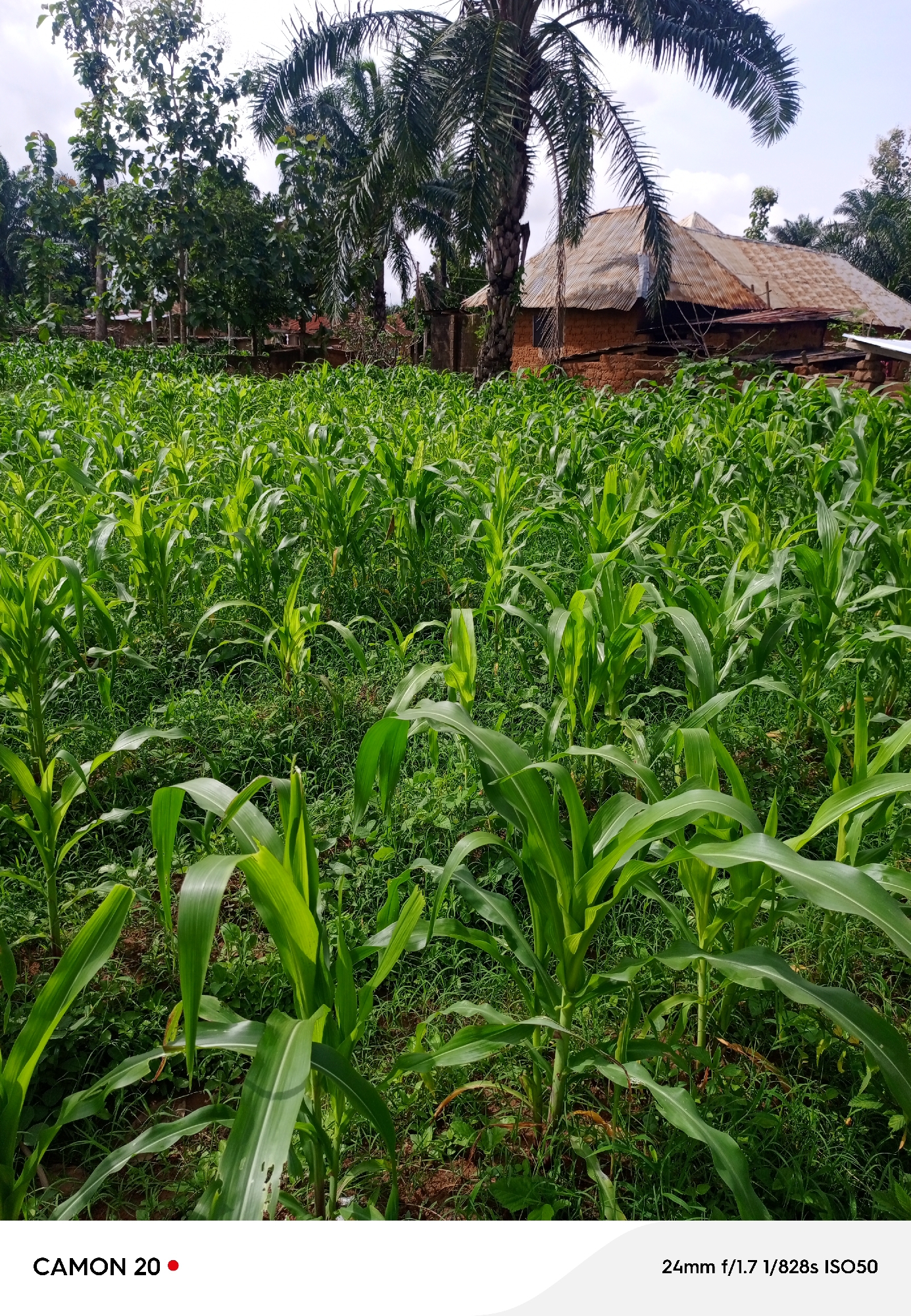 The image shows a close-up view of a field of tall, green corn stalks in Takau, Nigeria. In the background, a simple house with a corrugated metal roof is visible, partially obscured by palm trees and other foliage. The sky is overcast. The corn stalks are lush and vibrant green, with long, broad leaves. The ground beneath the corn is covered in grass and dirt. The house in the background appears to be constructed with mud bricks and has a somewhat weathered appearance. The overall scene depicts a rural agricultural setting.