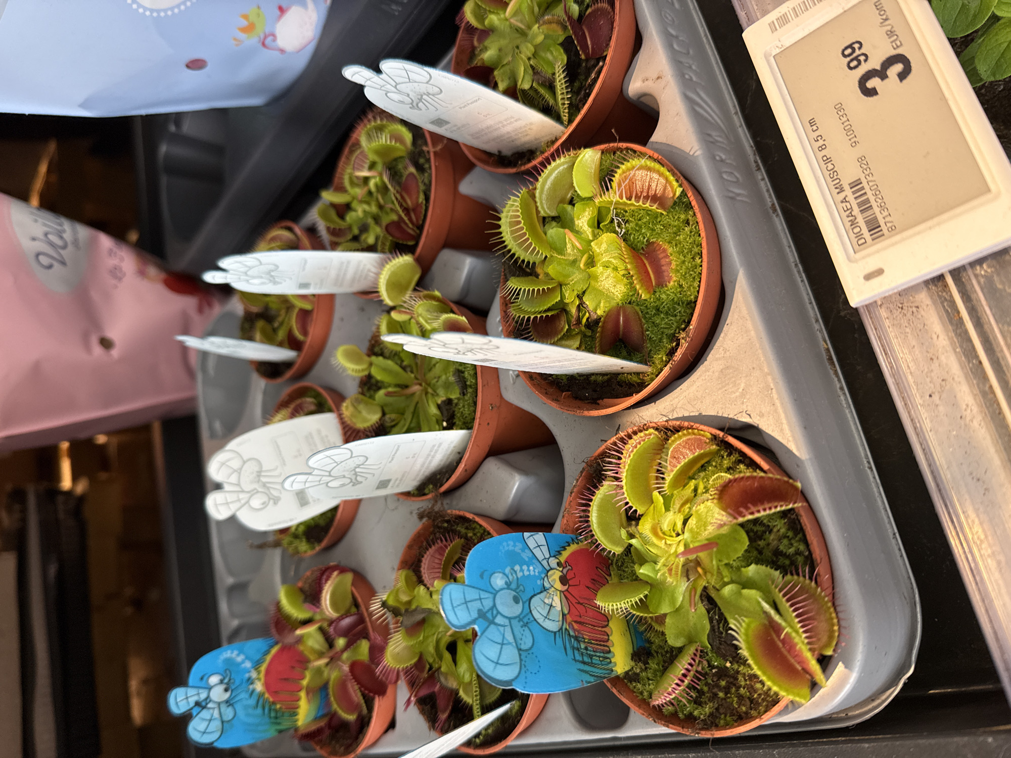The image displays a tray of numerous potted Venus flytrap plants (Dionaea muscipula), likely in a retail environment such as a garden center or supermarket in Zagreb, Croatia. The plants are arranged neatly in a grey plastic tray, with each small pot containing green moss and the characteristic traps of the carnivorous plant.
A white price tag on the right side of the tray prominently shows "3 99 EUR/kom," indicating a price of 3.99 Euros per piece. The tag also identifies the plant as "DIONAEA MUSCIP 8,5 cm," specifying the species and an 8.5 cm pot size. A barcode (8713626073328) and product number (91001330) are also visible. The grey tray itself is marked with "NORM PACK."
Each plant pot typically includes a white paper tag featuring a line drawing of an insect, with "Plant Passport" partially visible on one. In the foreground, one plant stands out with a more colorful, blue and red decorative tag featuring cartoon insects. The background is partially blurred, revealing a pink bag with the text "Voil" and a blue item with a cartoon illustration. The bright lighting suggests an indoor setting where these plants are displayed for sale.