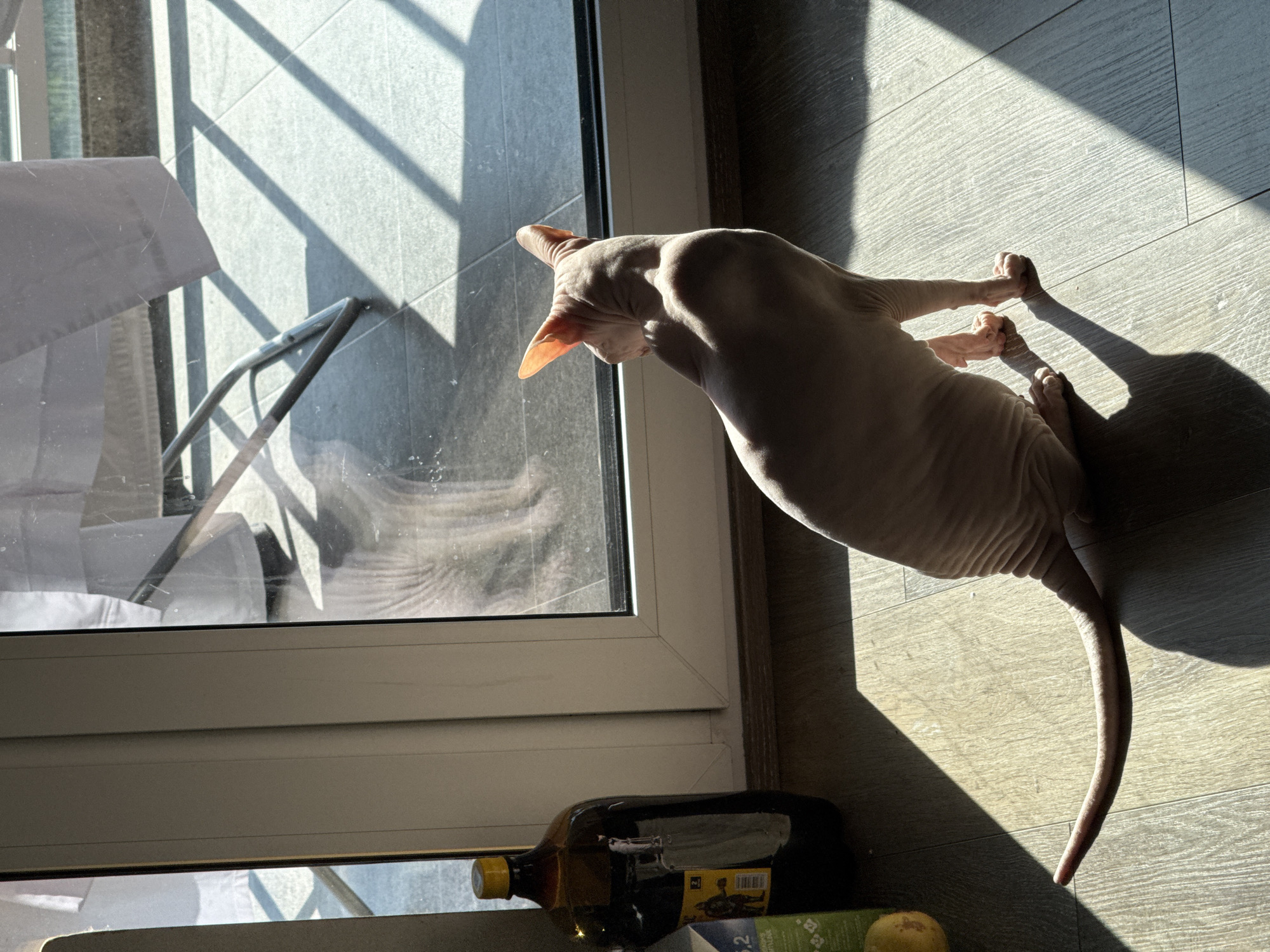 A hairless cat is sitting on a wooden floor, looking out a large window. Sunlight streams through the window, casting strong shadows on the floor and the cat. To the left of the cat, a large dark brown bottle with a yellow cap is positioned near the window. The cat's tail extends long and slender across the floor. In the background, outside the window, there are tiled floors and what appears to be furniture, possibly chairs, casting shadows. The overall environment suggests a residential indoor space with a balcony or patio visible through the window. The image does not contain any specific landmarks or indicators that would allow for its localization in Krasnoyarsk, Russia, or any other city.