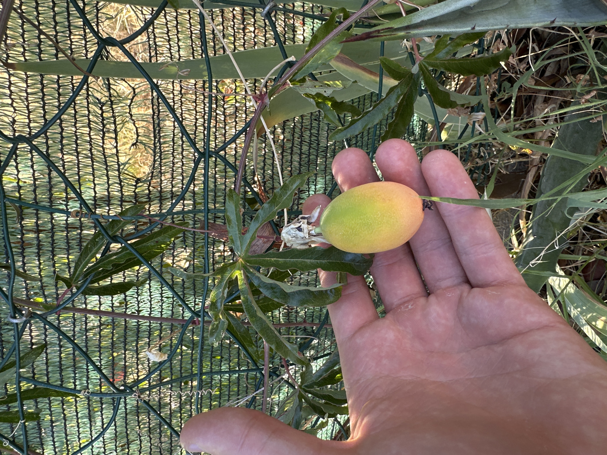 In Générargues, France, a person's hand is shown gently holding a small, oval-shaped fruit. The fruit is predominantly yellow with a hint of green on one end and a blush of orange or pink on the other. It is attached to a thin stem and appears to be a passion fruit. The hand is light-skinned, with visible lines and texture. The background consists of a green mesh fence with a textured pattern, behind which is a blurred natural environment with dry grass and green foliage. Sunlight filters through the mesh, creating dappled light and shadow. A passion vine with lobed leaves and tendrils is visible, with the fruit hanging from one of its stems.
