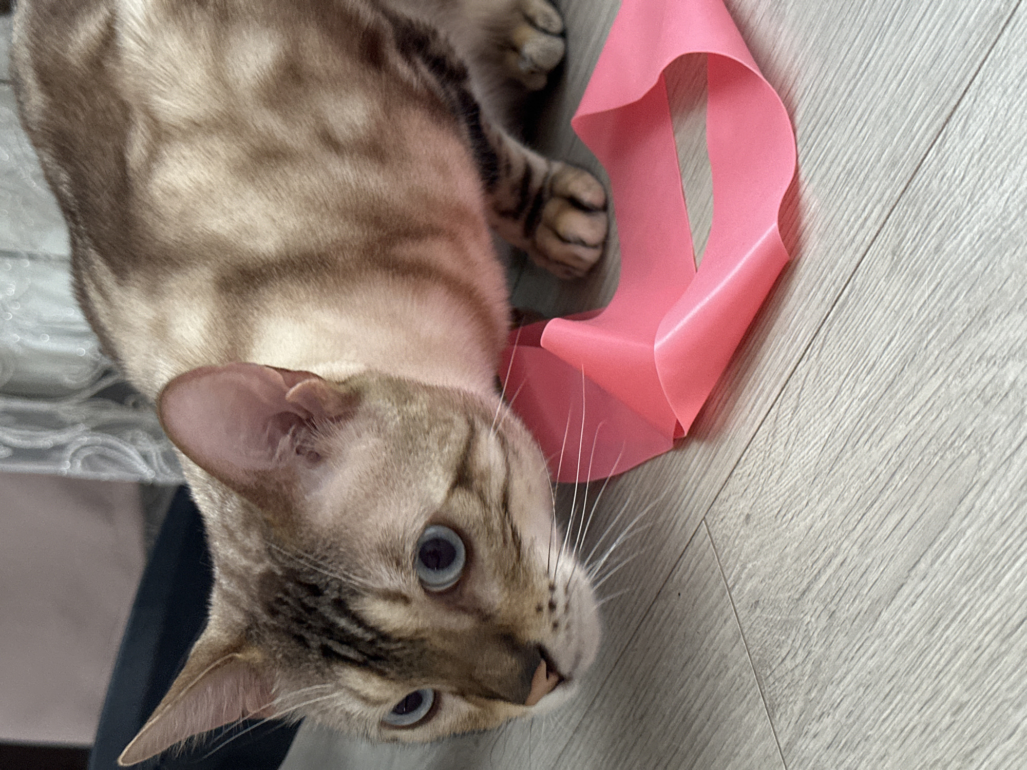 A close-up, eye-level shot shows a light brown and white tabby cat with bright blue eyes and distinctive black markings on its face. The cat is crouched down, sniffing at a bright pink ribbon or band that lies on a light gray wooden floor. The background is softly blurred, with hints of dark blue fabric and a light-colored, textured surface. There is no indication of the city of Energetik, Russia.