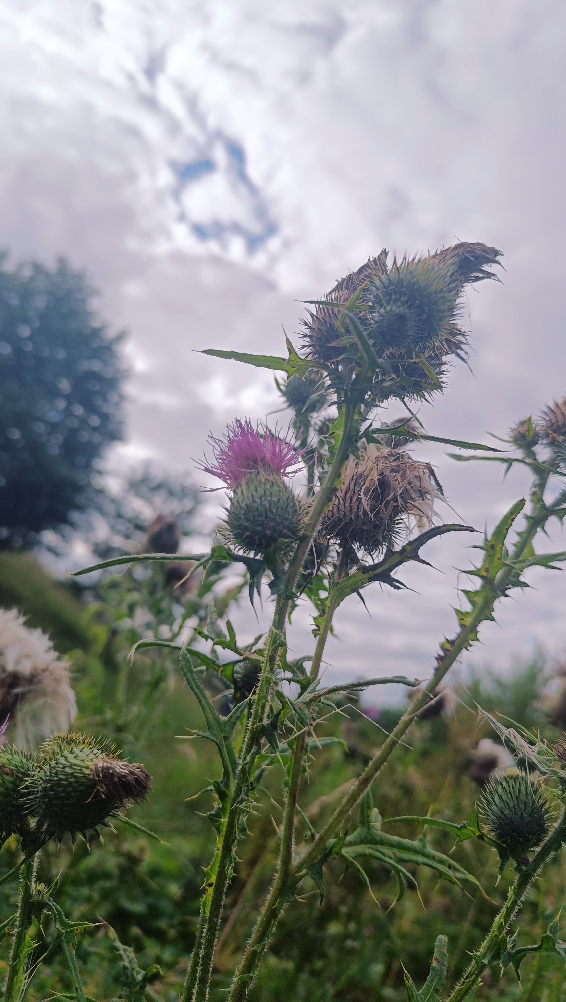The image shows a close-up of thistles with spiky green stems and buds, some of which are dried and brown, while one in the center has a vibrant purple flower. The thistles are growing in a field of green grass and other wild plants under a cloudy sky. A blurry tree is visible in the background to the left, and the overall impression is of a natural, overgrown outdoor setting. The specific location in Karsha, Russia, is not evident from the visual information provided in the image.