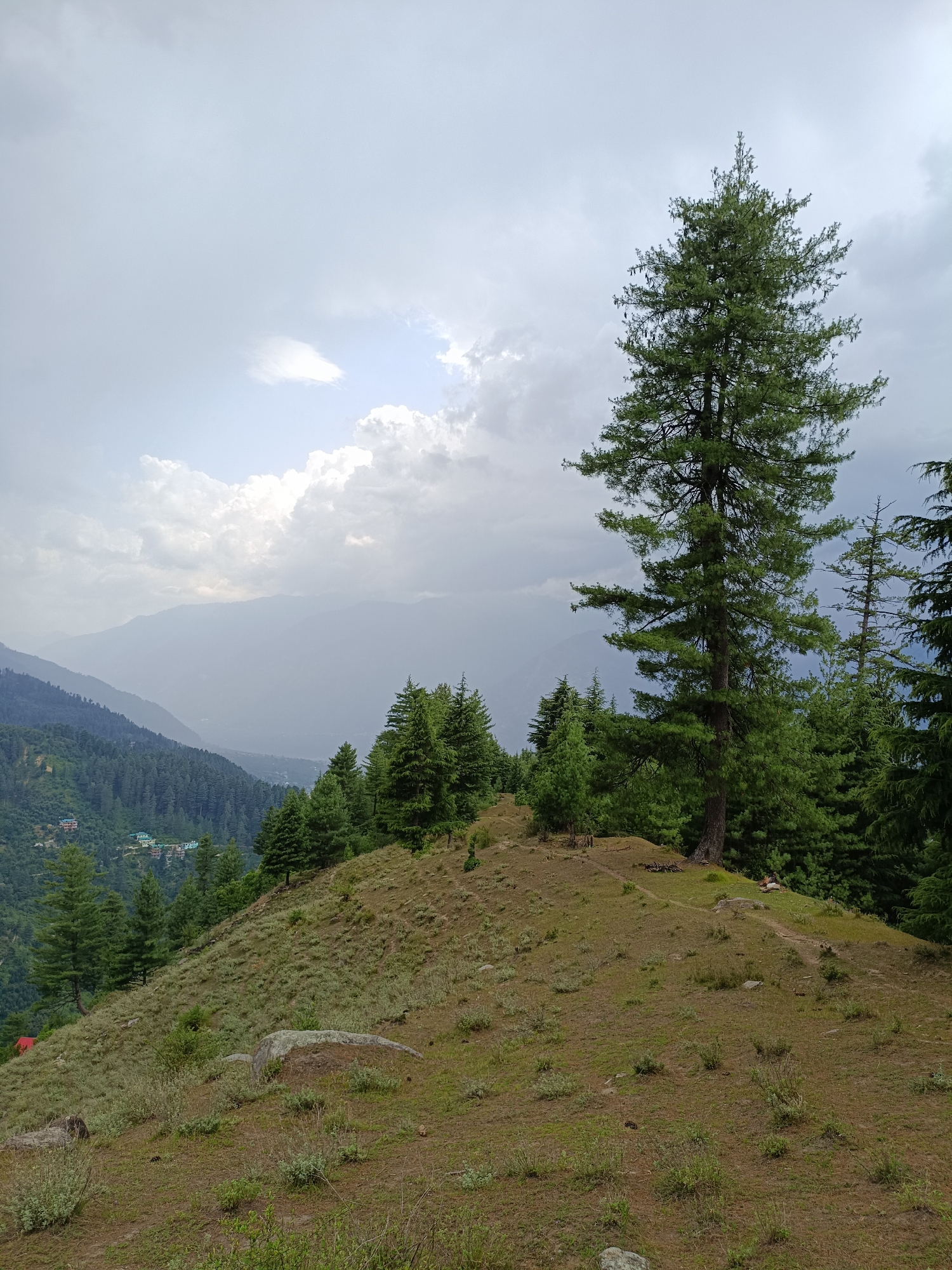 This image depicts a lush, mountainous landscape in Chhaki, India. The scene is dominated by a steep, grassy hillside dotted with small bushes and scattered rocks. A prominent tall pine tree stands majestically on the right side of the frame, with its branches reaching towards a cloudy sky. In the background, layers of mist-covered mountains recede into the distance, creating a sense of depth and scale.
A path winds its way up the hillside, suggesting a hiking trail or a route through the terrain. Further down the slope, a cluster of houses with red and green roofs can be seen nestled amidst the dense green coniferous forest that covers the lower slopes of the mountains. The vegetation is predominantly evergreen, with the deep green of the pine and fir trees contrasting with the lighter green and brown hues of the grassy areas.
The sky is overcast with dramatic clouds, suggesting a chance of rain or a recent shower. The light is diffused, casting a soft glow over the landscape and contributing to a slightly muted color palette. There is no visible text in the image. The overall impression is one of natural beauty and tranquility, a serene mountain vista under a dynamic sky. The time of day appears to be late afternoon or early evening, given the soft lighting.