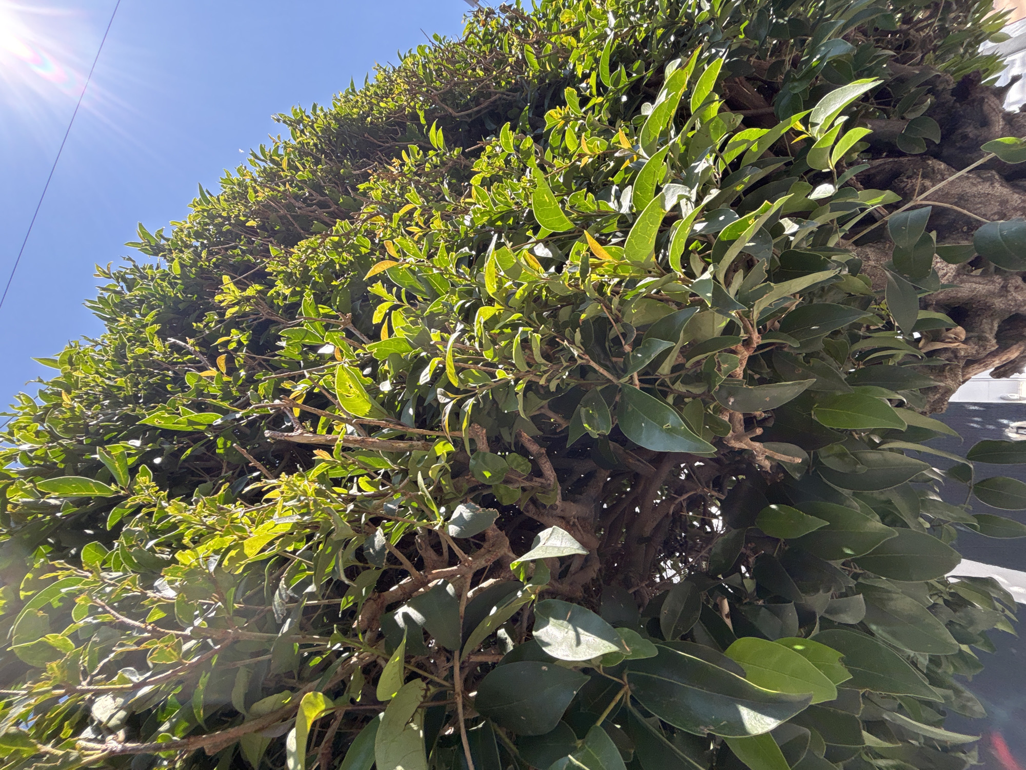 The image captures a close-up, upward-angled perspective of a vibrant green hedge or dense foliage, set against a bright, clear blue sky. A strong sun flare is visible in the upper left corner, indicating direct sunlight and a sunny day. The sun illuminates the leaves, creating areas of bright highlight and deeper shadow, emphasizing the texture and varying shades of green across the foliage.
The plant appears to be well-established, with visible, gnarled branches and dark, woody trunks peeking through the dense leaves, especially towards the right side of the frame. Some leaves exhibit a lighter, yellowish-green hue, possibly indicating new growth. The overall impression is one of lush, healthy vegetation under strong natural light.
There is no visible activity or specific objects other than the plant and sky. The scene is static, focusing on the natural elements. The strong sunlight and clear sky suggest it is daytime, likely mid-morning or afternoon, on a cloudless day. There is no visible text in the image. The setting is an outdoor environment, possibly a garden, park, or a street lined with hedges in Puebla, Mexico.