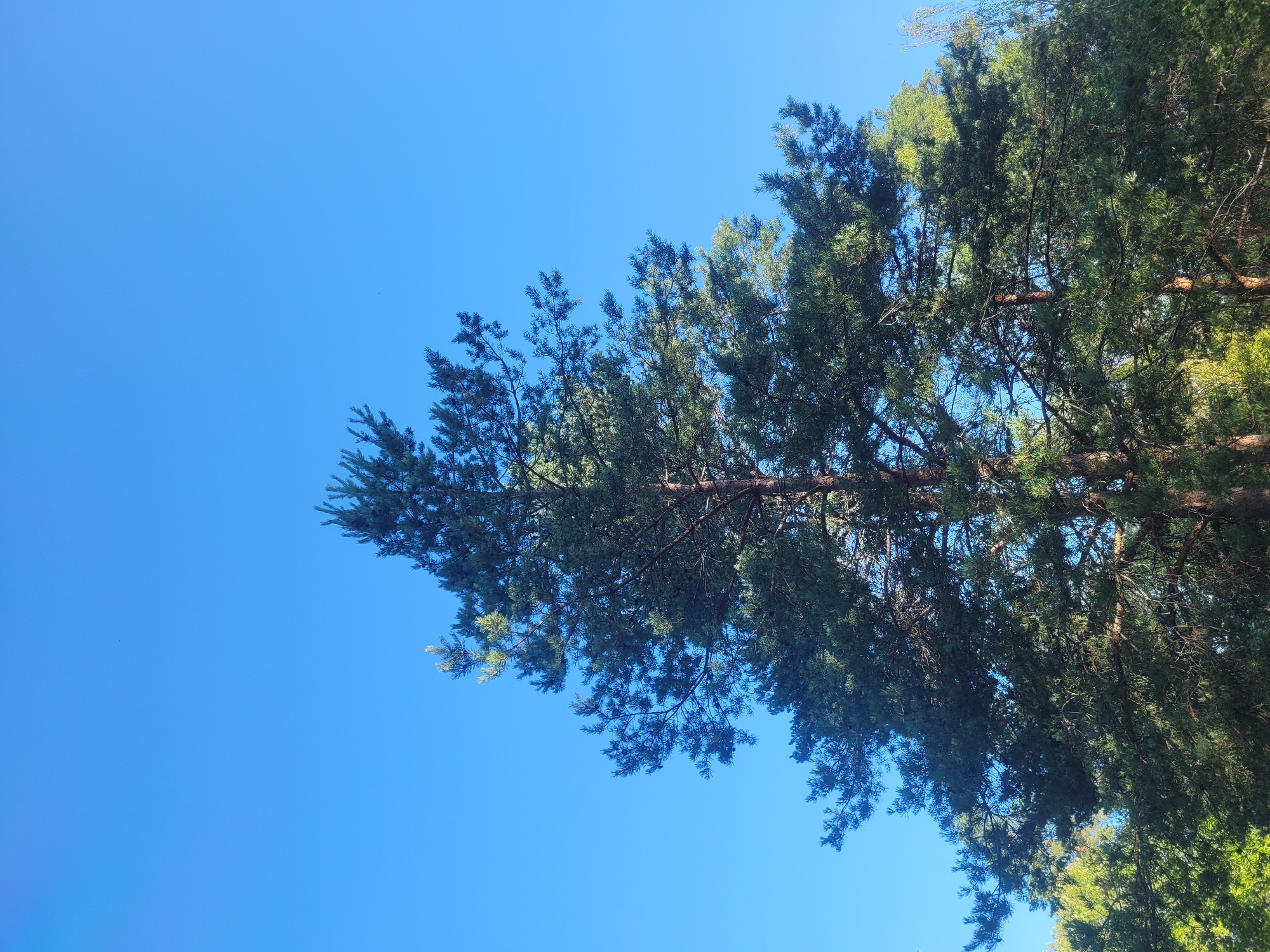 This image captures a tall pine tree against a clear, vibrant blue sky. The tree's branches are dense with green needles, some of which are touched by sunlight, creating a dappled effect. The trunk is visible in parts, showing its rough, brown bark. In the background, lower trees and foliage can be seen, suggesting a natural or park-like setting. There are no people or specific man-made objects that would indicate a precise location within Gävle, Sweden, but the overall scene depicts a typical forest or woodland environment that could be found in or around the city.