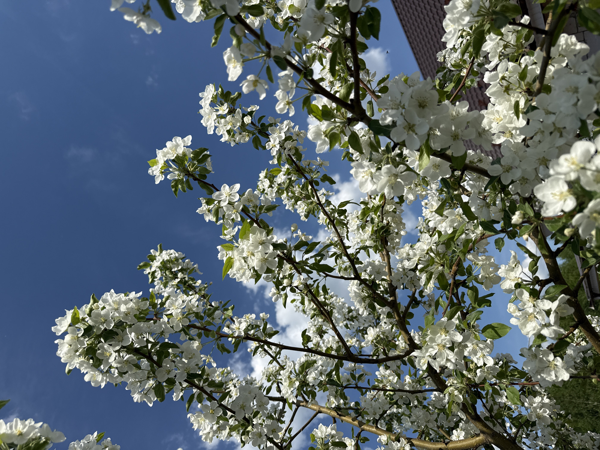The image features a tree with abundant white blossoms against a blue sky with scattered white clouds. A portion of a building with a dark-colored roof is visible in the upper right corner. The blossoms are densely packed on the branches, obscuring much of the tree's structure. The photograph appears to have been taken from a low angle, looking upwards into the tree's canopy. There are no people or other subjects visible in the image. The location is not discernible from the image itself.