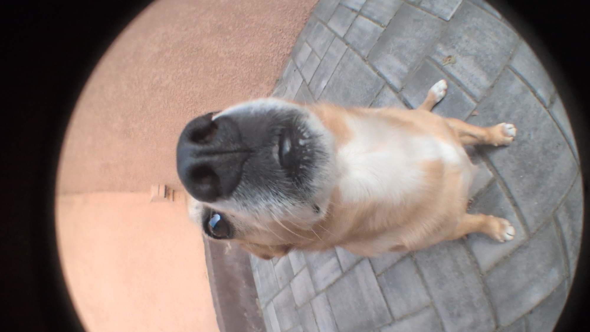 A close-up, fisheye lens shot captures a tan and white dog from a low angle, its face dominating the frame. The dog's black nose, wet and prominent, is directly in front of the camera, with its muzzle and some whiskers visible below. One eye, dark and reflective, is visible on the left side of its face. The dog is sitting on a paved patio made of rectangular gray stones. In the background, a textured, pale orange wall is visible, with a darker horizontal line near the top of the frame. The overall scene suggests an outdoor setting, possibly a backyard or courtyard in a city like Izmail, Ukraine, given the architectural style of the wall and the paving material.