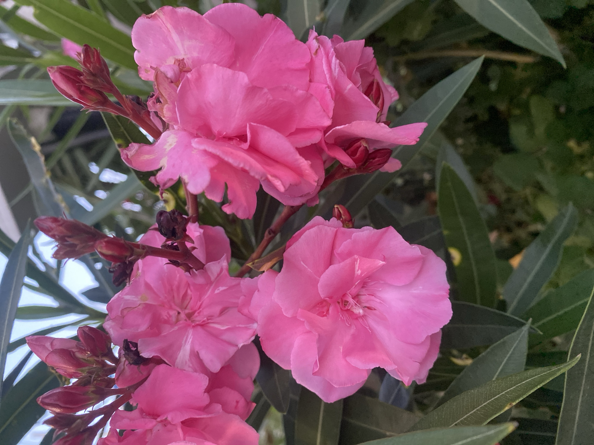A close-up shot captures several bright pink oleander flowers in bloom, set against a backdrop of dark green foliage and a hint of the sky. The flowers are a vibrant fuchsia, with ruffled petals and some buds still tightly closed. A few dried, dark brown remnants of past blooms are visible amongst the fresh ones. The leaves are long, narrow, and a deep green, characteristic of oleander plants. The overall impression is one of lush, natural beauty, possibly found in a garden or park. The image appears to be taken in Šušanj, Montenegro, suggesting a Mediterranean climate where such flowers thrive.
