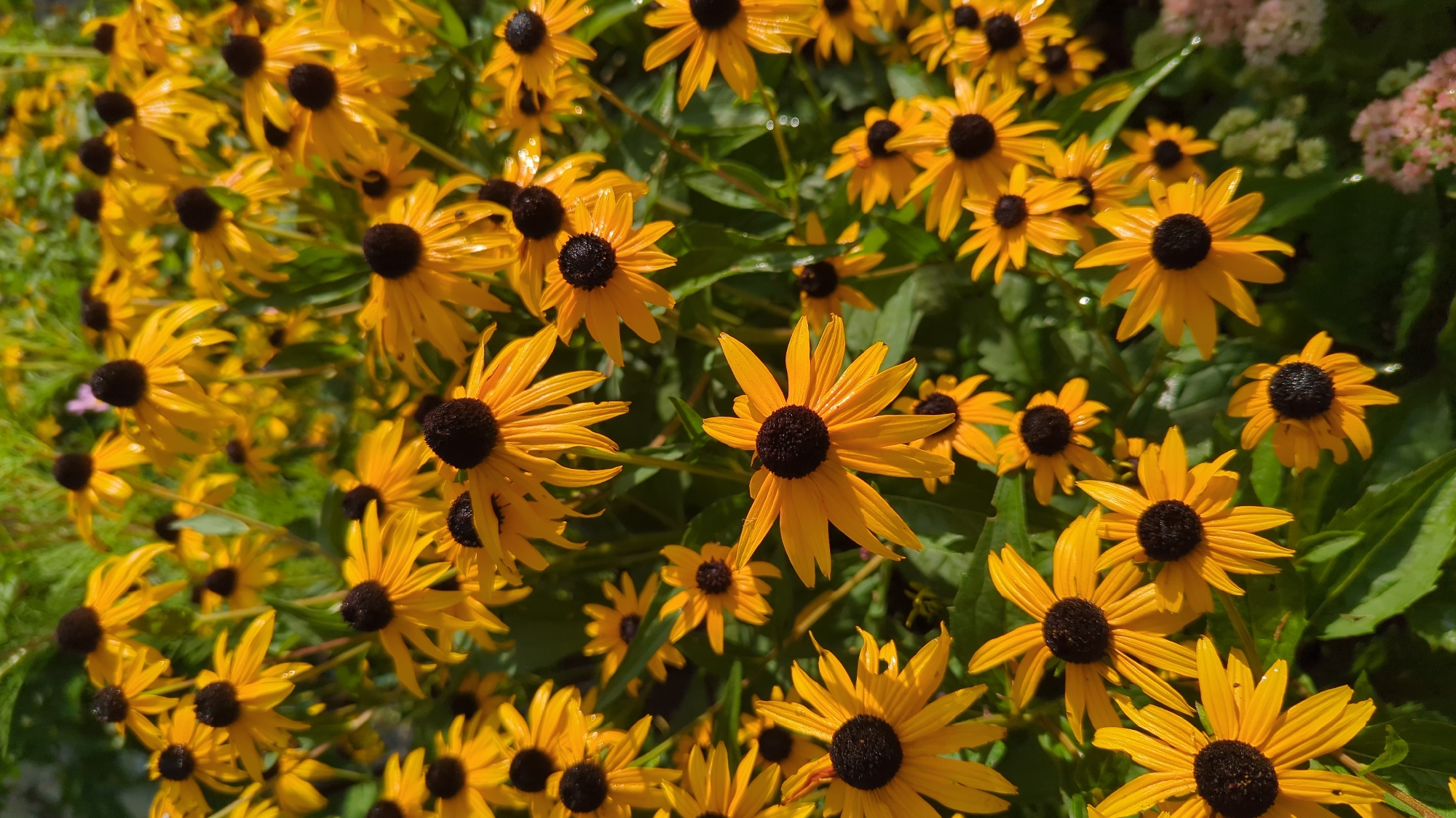 A high-angle, full-frame, vertical shot captures a dense cluster of black-eyed Susan flowers in bloom. The flowers, with their bright yellow petals and dark brown centers, dominate the frame, creating a vibrant tapestry of color. Some petals appear slightly damp, suggesting recent rain or dew. The background is filled with green foliage and other indistinct flowers, adding depth to the scene. The lighting suggests it is daytime, with sunlight illuminating the flowers and casting subtle shadows. This scene is likely from a garden in Montreal, Canada, given the query context. No people or animals are visible.