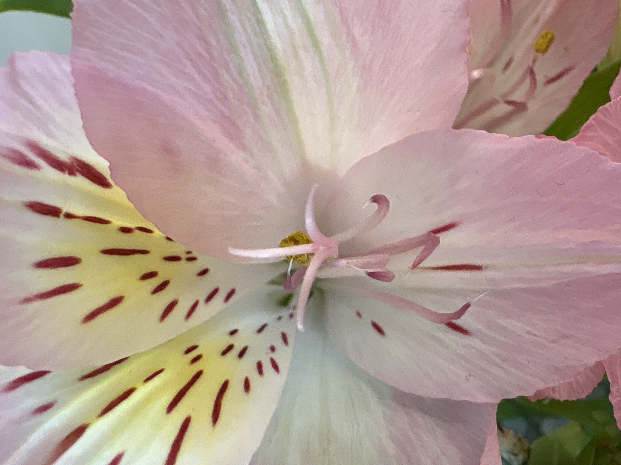 Close-up of a pink Alstroemeria flower with red stripes. The location in Saint Petersburg, Russia, is not discernible from the visual information provided.