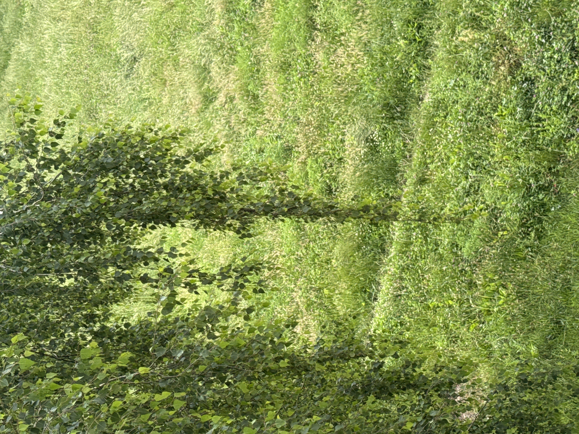The image captures a close-up view of lush green foliage, primarily consisting of weeping branches of a tree with small, heart-shaped leaves, predominantly on the left side of the frame. These branches hang downwards, creating a curtain-like effect. Behind the foliage, a dense field of grass stretches into the background, with variations in texture and color suggesting a natural, unkempt landscape. The grass appears to be a mix of taller blades and shorter growth, with some patches of lighter green and hints of brown or yellow. The overall impression is one of natural growth and verdancy. The scene is likely an outdoor environment, possibly a park, garden, or a natural area within or adjacent to the city of Yaramin, Yaramin Rural Council, Belarus. No people or man-made objects are visible in this particular framing.