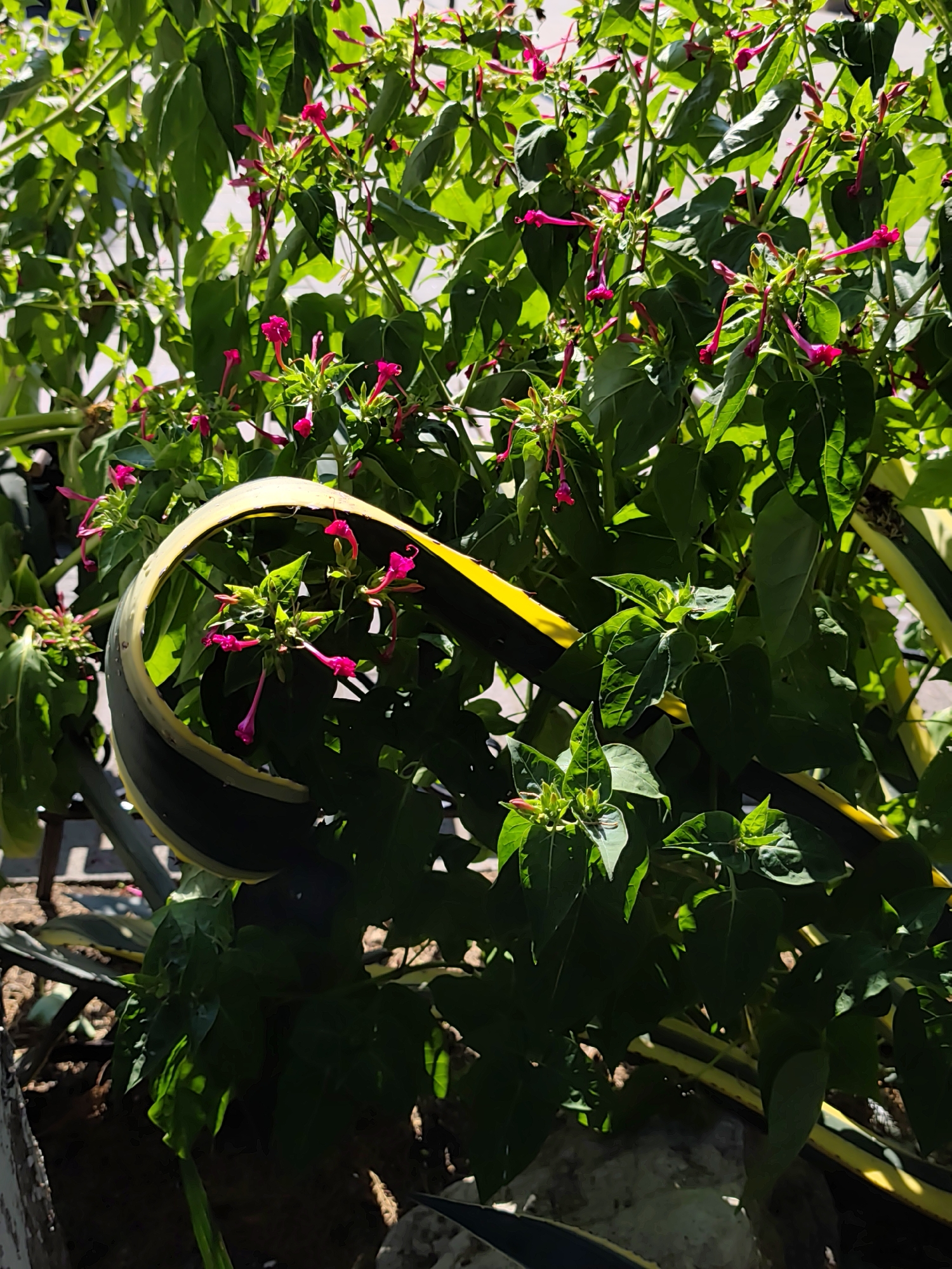 The image displays a close-up of a plant with vibrant green leaves and delicate, trumpet-shaped pink flowers. The flowers appear to be in various stages of bloom, with some buds still closed and others fully open, revealing their elongated petals. The plant is lush and dense, with many stems and leaves overlapping. A thick, yellow and black striped hose is coiled around the lower portion of the plant, partially obscuring some of the foliage. Sunlight filters through the leaves, creating dappled light and shadows across the scene. The background is blurred, suggesting an outdoor setting, possibly a garden or yard. The image is taken in Sochi, Russia, indicating a warm, possibly summer or early autumn, climate. There are no people visible in the image. The focus is entirely on the natural elements of the plant and the hose.