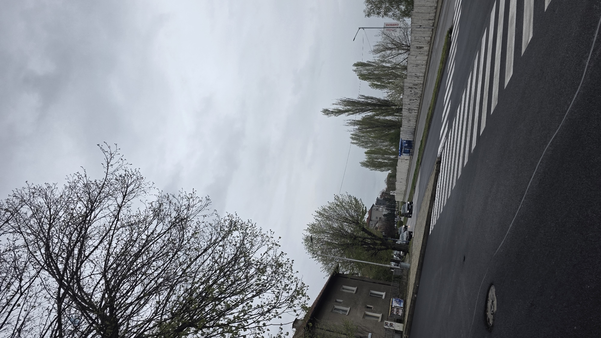 The image depicts a street scene in Blagoevgrad, Bulgaria, under an overcast sky. A bare-branched tree dominates the left foreground. To the right, a multi-story building with windows is visible. Further along the street, other buildings and parked cars are visible. A row of trees lines the street. A pedestrian crosswalk with white stripes spans the asphalt road. A concrete barrier runs along the right side of the street. A billboard is visible in the background. The street is wet, and a manhole cover is on the road in the lower right. Several vehicles are moving on the street.