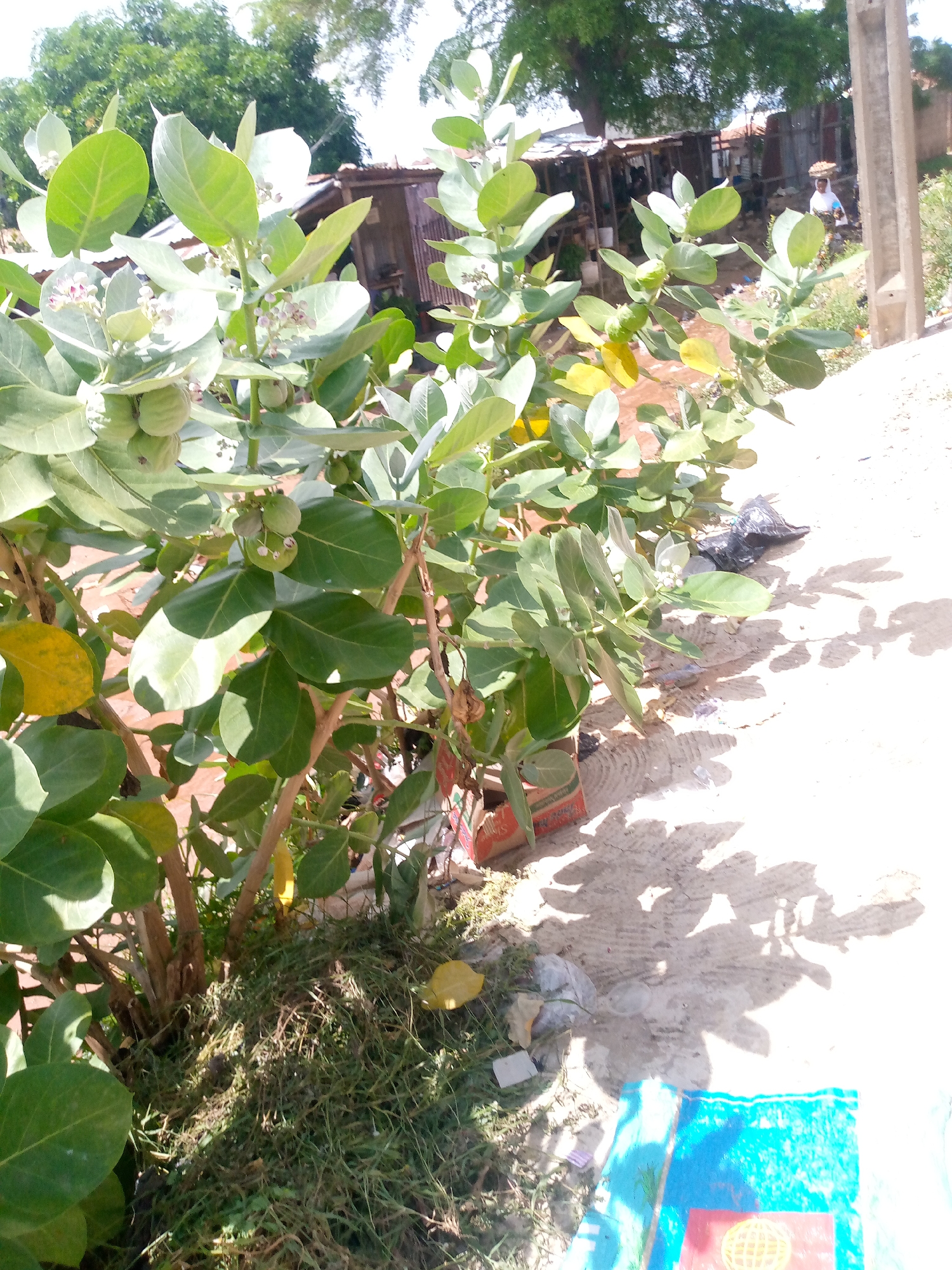 A close-up, eye-level outdoor shot features a lush green plant with large, ovate leaves and small, white and pink flowers. The plant's branches are visible, some with unripe, green seed pods. The background shows a dusty, unpaved path with scattered debris, including a black plastic bag, a cardboard box, and some loose trash. In the distance, there are several rudimentary structures with corrugated metal roofs. A woman carrying a basket on her head is visible walking away from the viewer, further down the path. The scene appears to be in the city of Jauro Yinu, Nigeria. The sunlight creates distinct shadows of the plant's leaves on the ground.